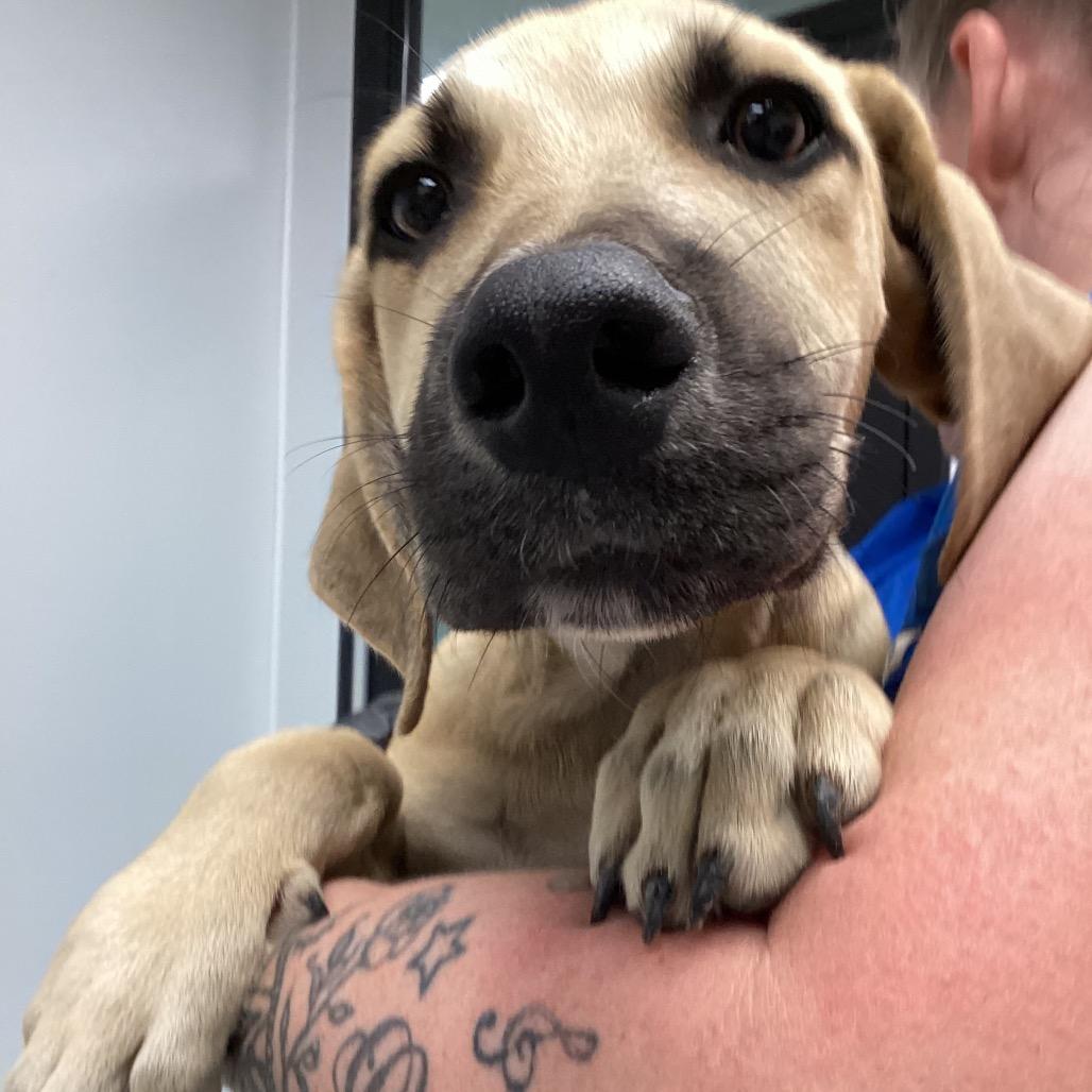 Enlarge Michael, a Adoptable Black Mouth Cur in Portland, OR image 3/4