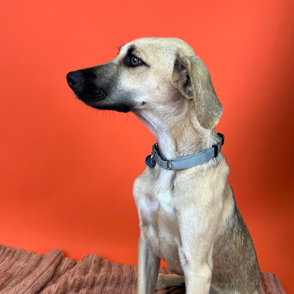 Enlarge Michael, a Adoptable Black Mouth Cur in Portland, OR image 4/4