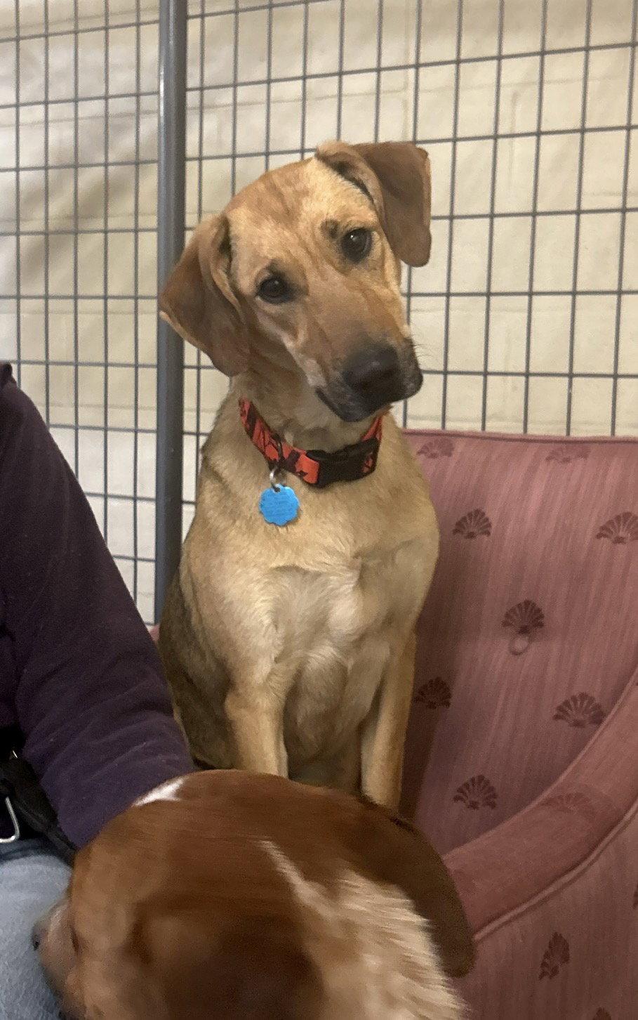 Coral, Adoptable, Adult Female Hound & Shepherd.
