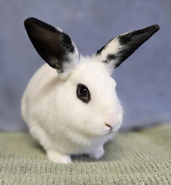 Patrice, Adoptable, Baby Female Rex.