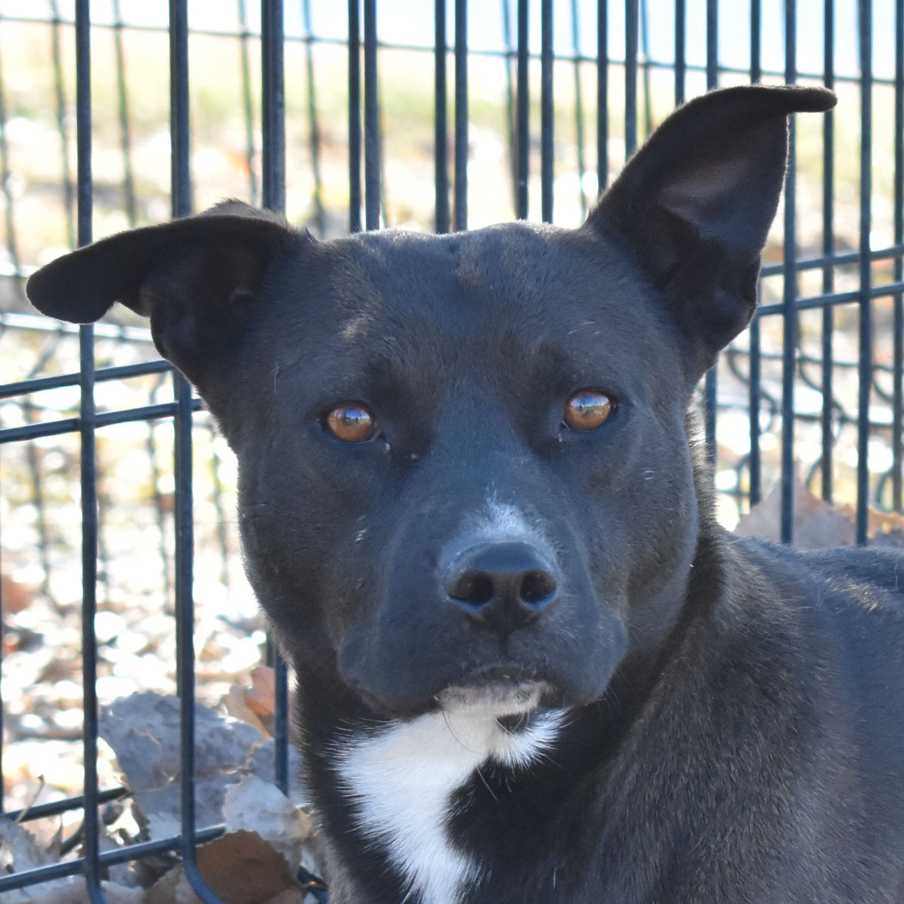 Gaby, a Adoptable Mixed Breed in Auburn, NE image 1/6