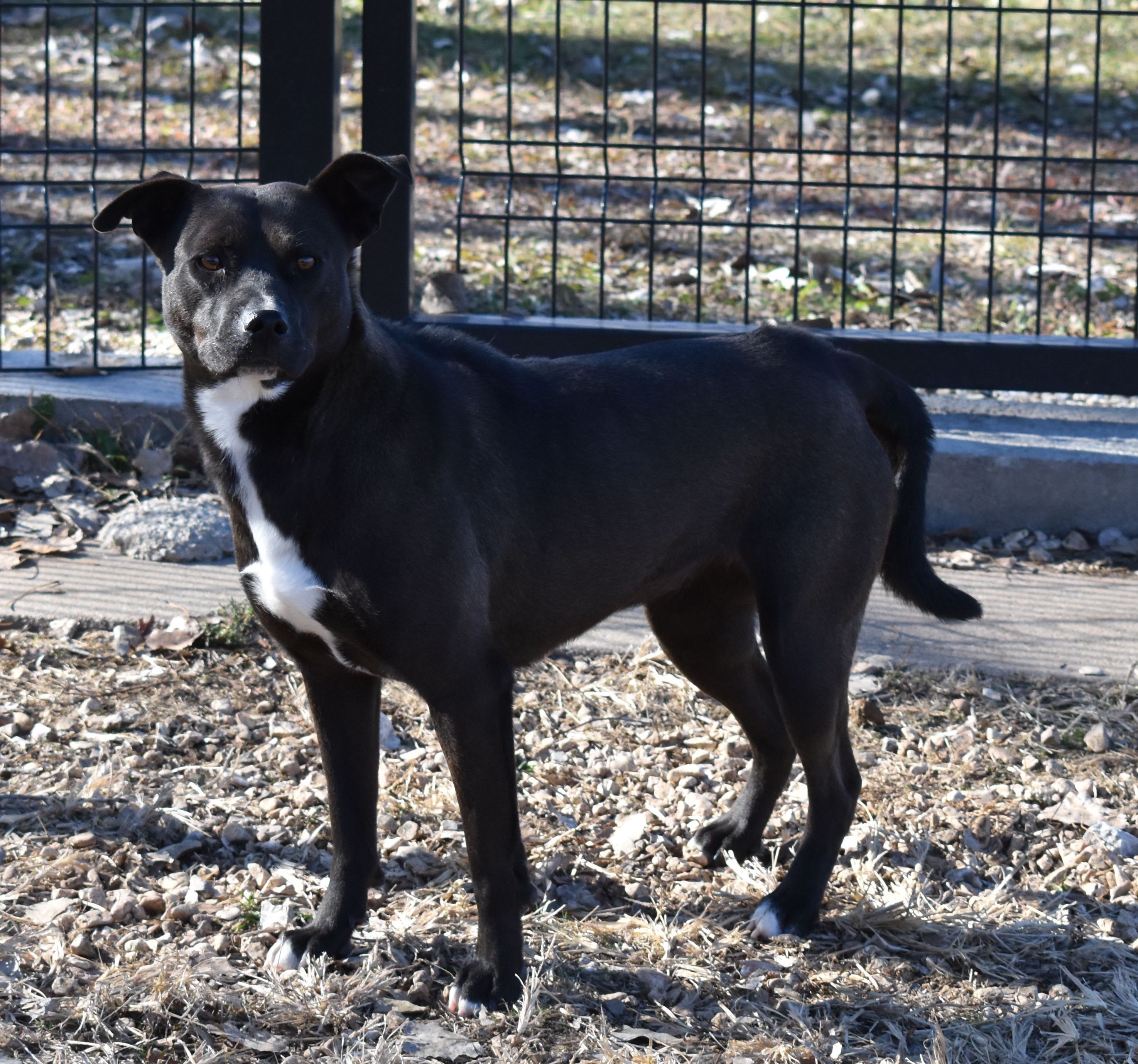 Gaby, a Adoptable Mixed Breed in Auburn, NE image 2/6