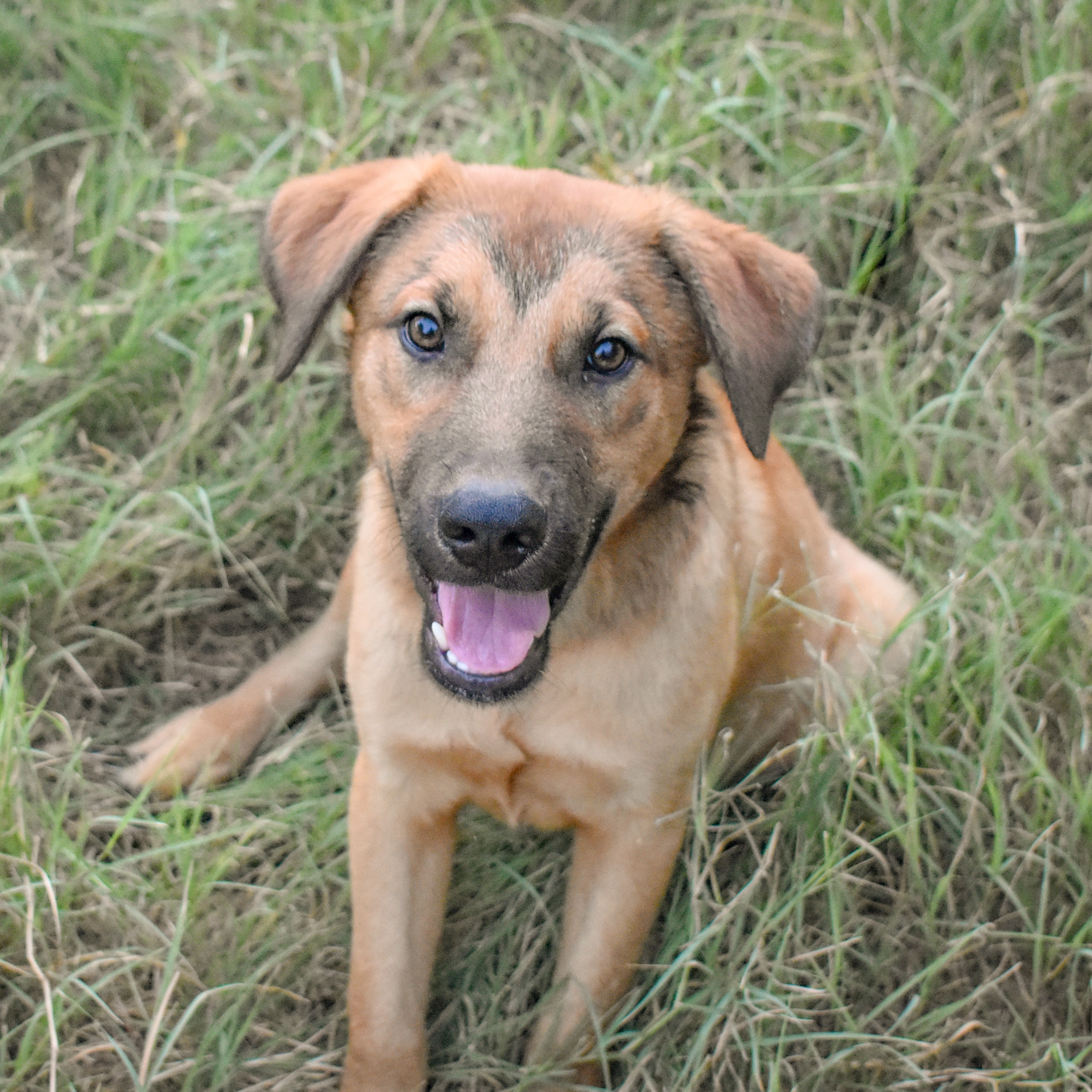 Dog for adoption Mr Peaches, a Shepherd Mix in Patterson, NY Petfinder