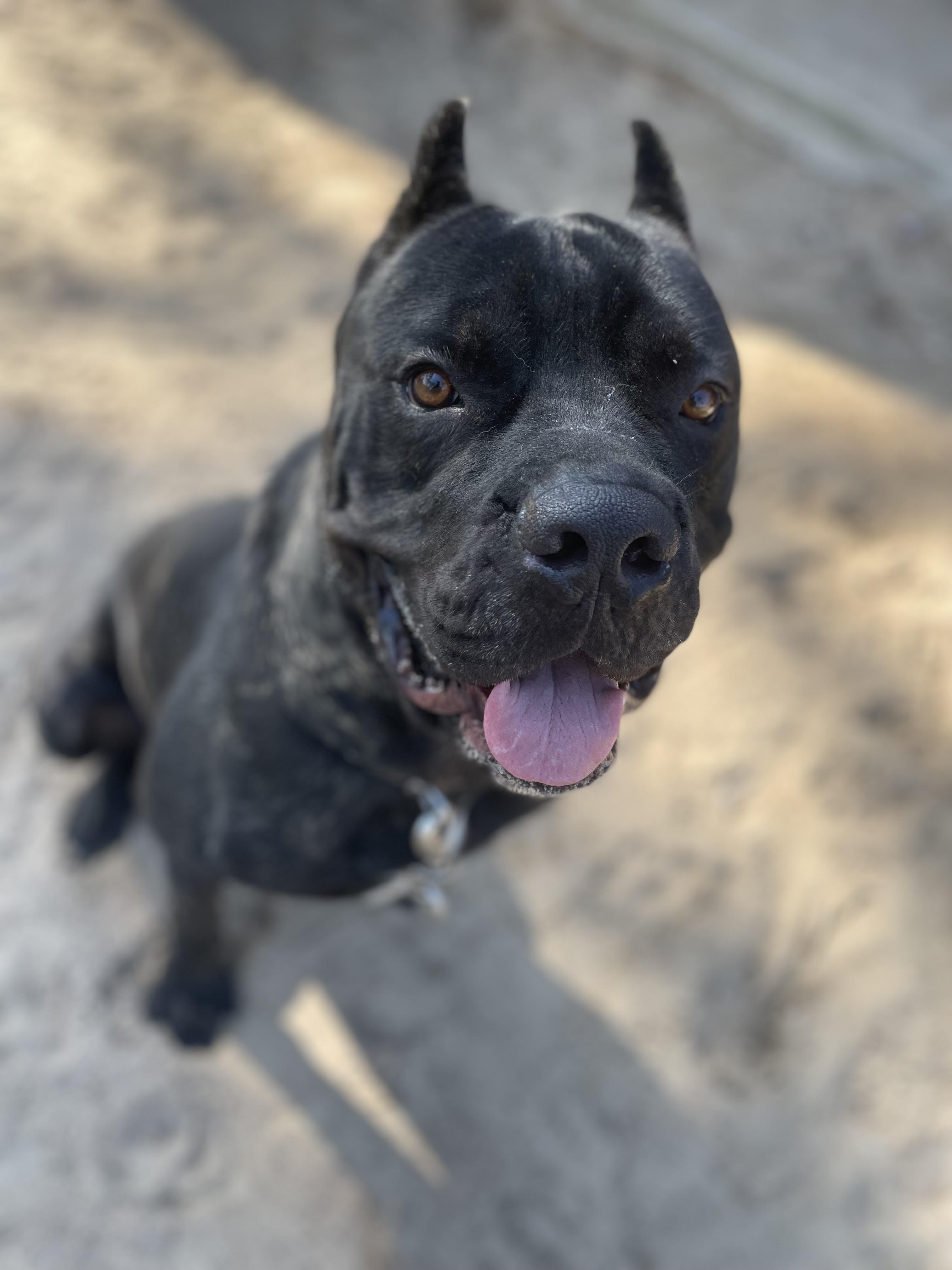 Guar/Gordo, Adoptable, Young Male Cane Corso.