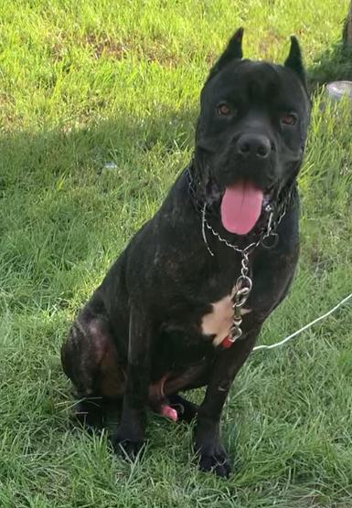 Enlarge Guar/Gordo, a Adoptable Cane Corso in Ocala, FL image 3/3