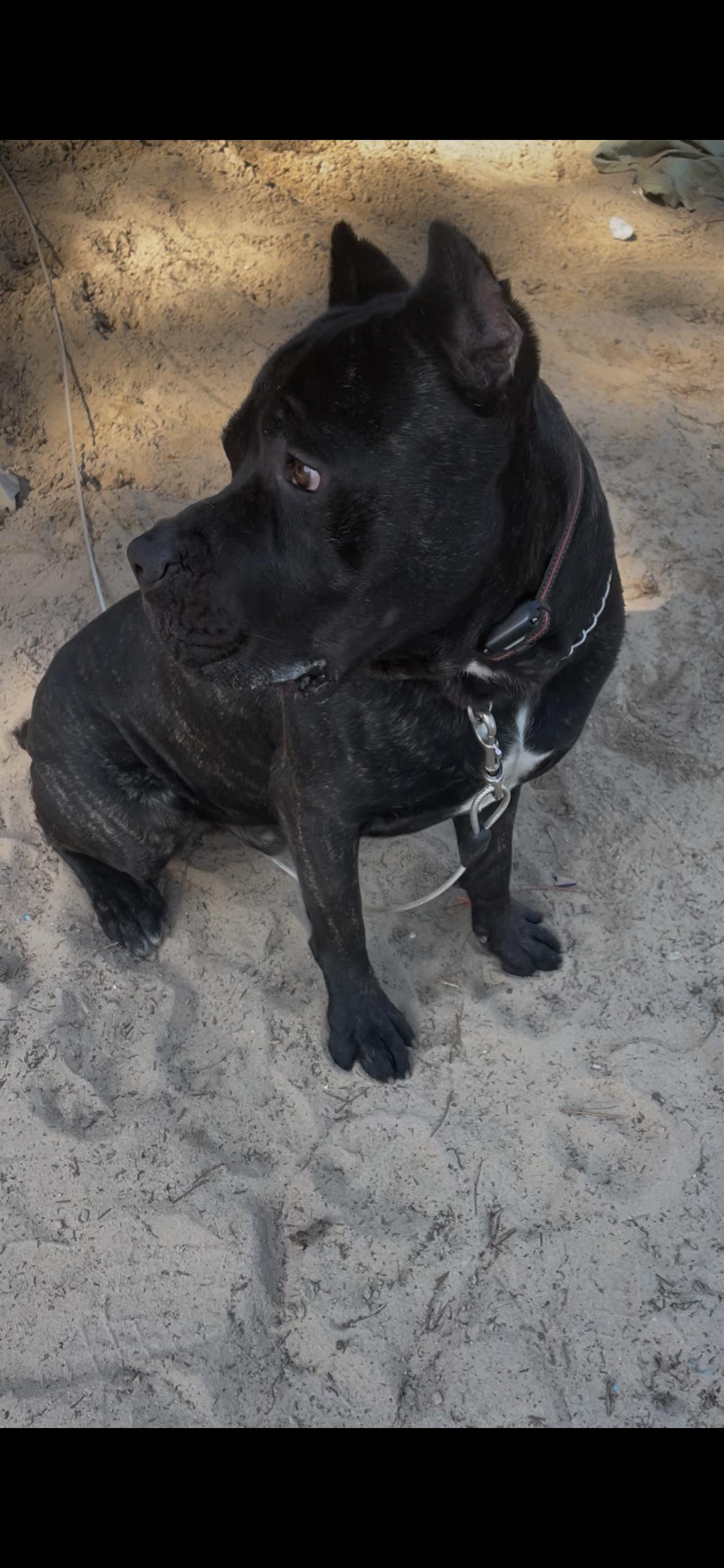 Enlarge Guar/Gordo, a Adoptable Cane Corso in Ocala, FL image 2/3
