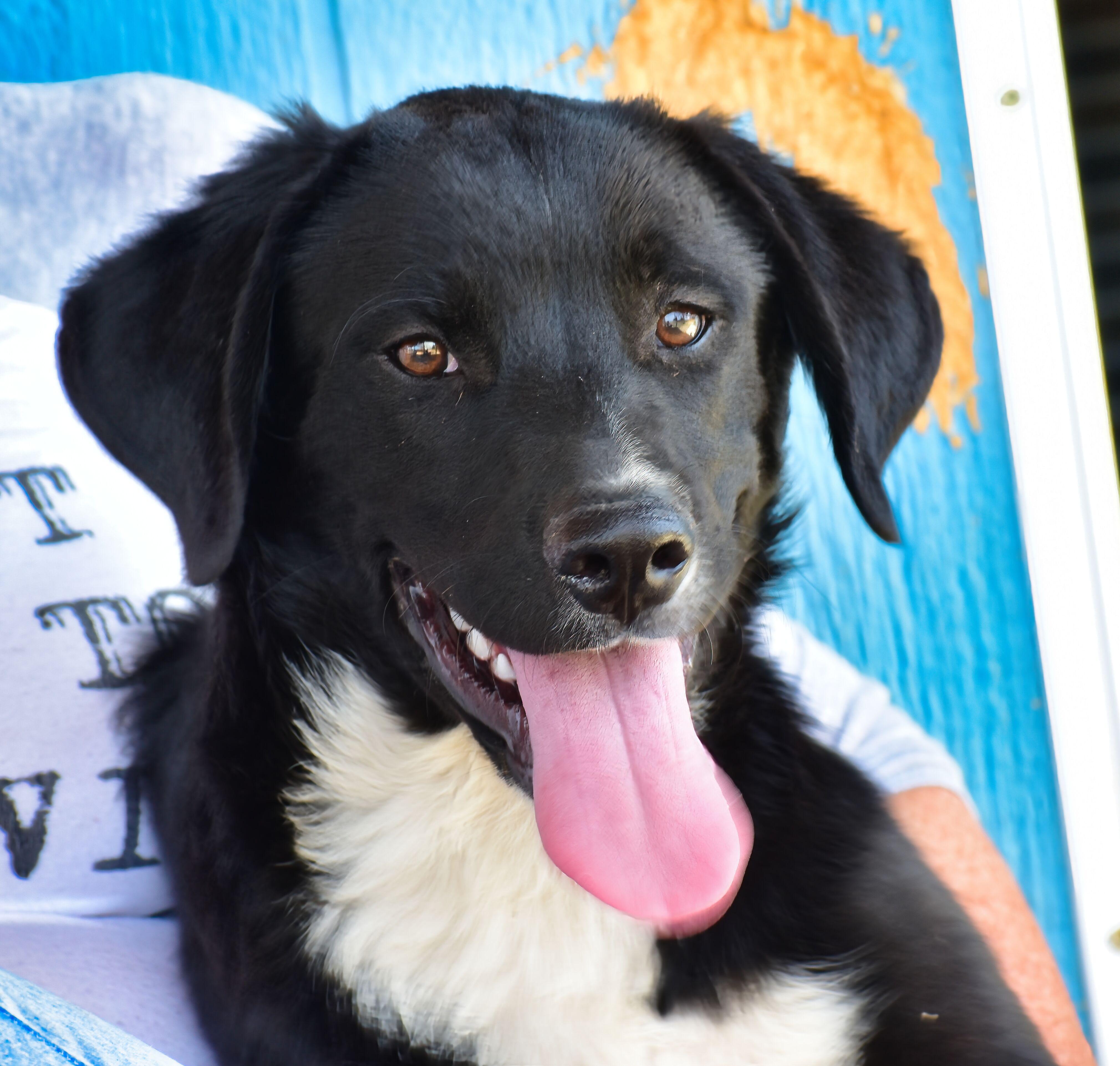 Enlarge Butters, a ADOPTABLE mixed breed in Mayer, AZ image 2/3