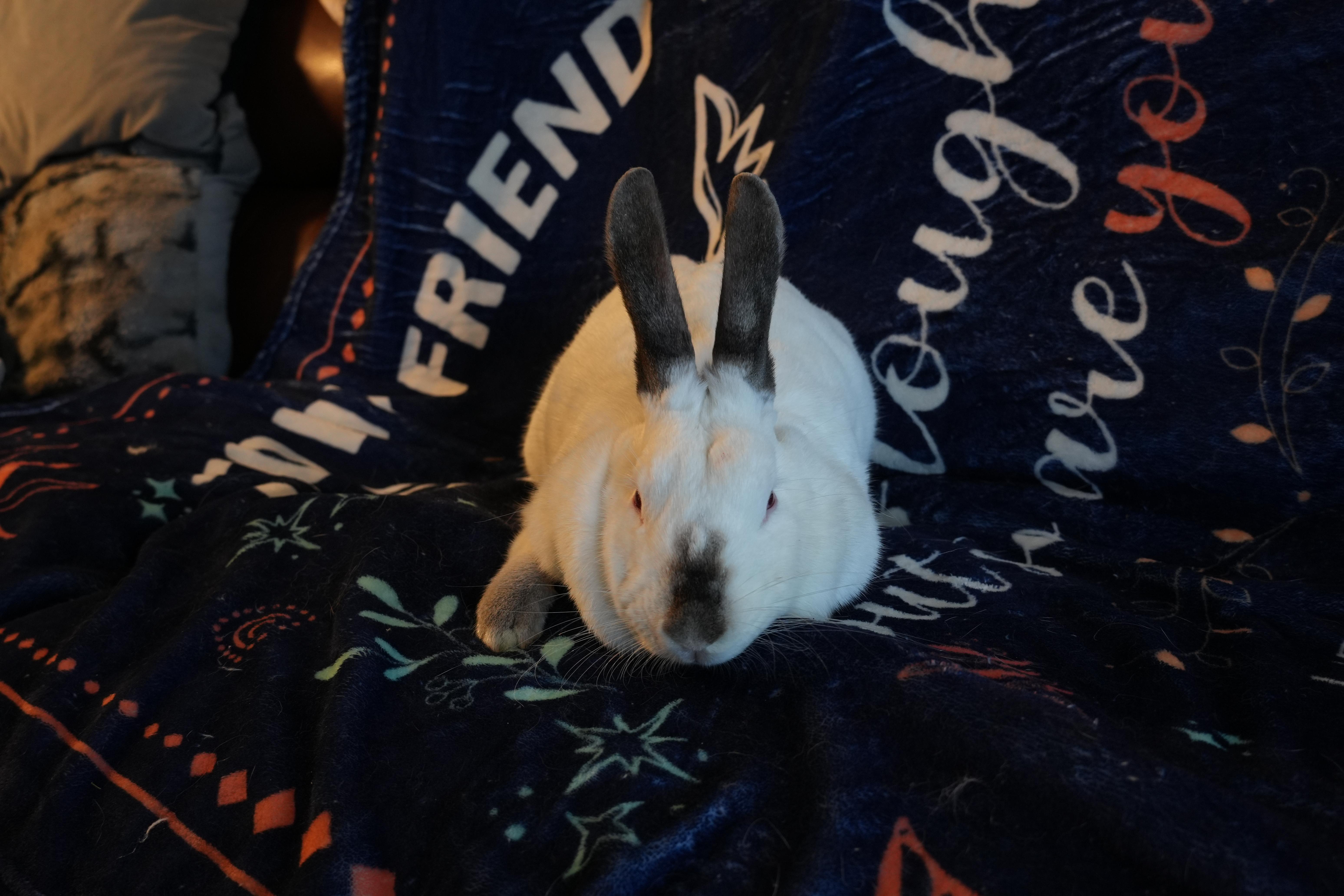 Enlarge Cally, a ADOPTABLE Californian in Garland, TX image 3/4