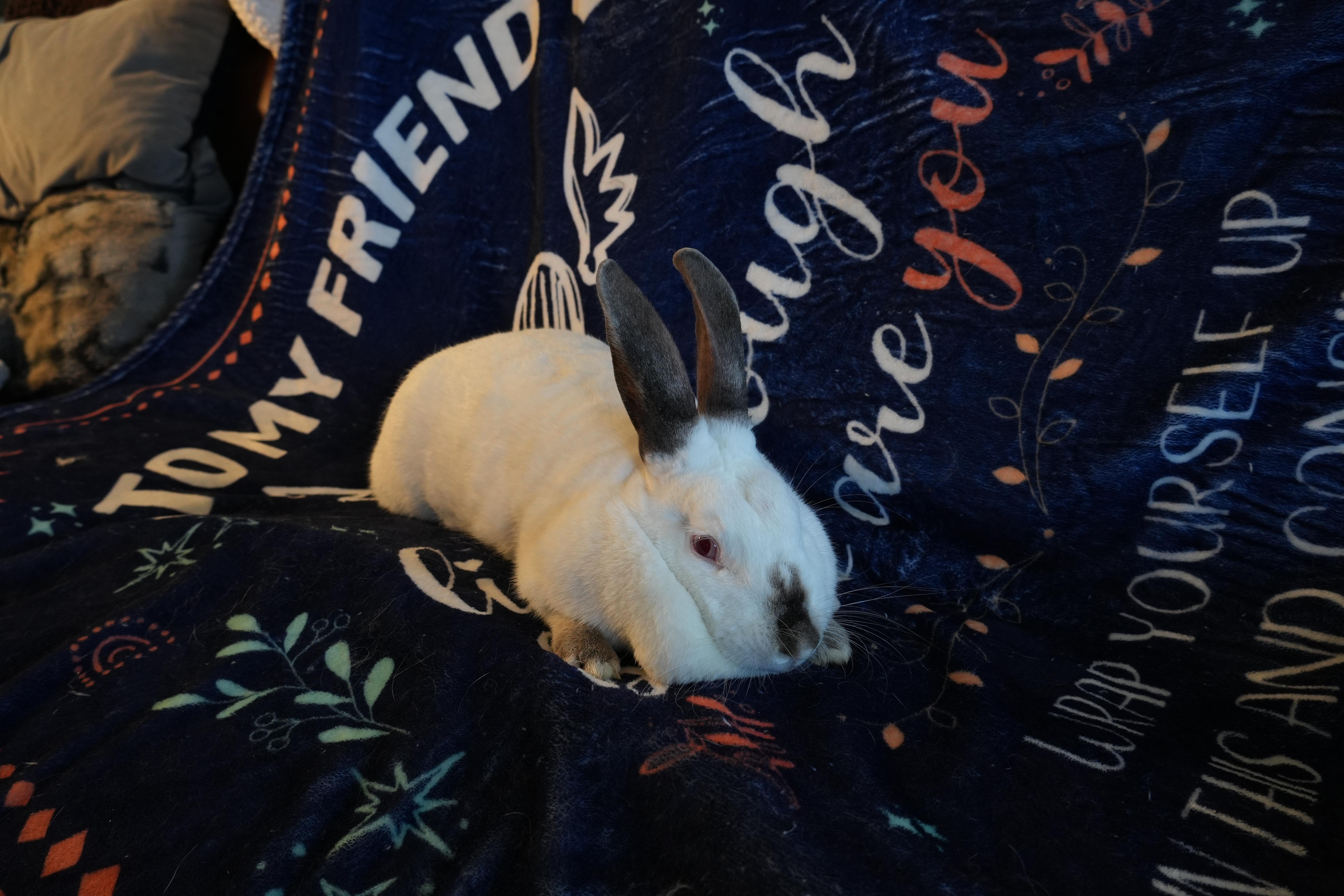 Enlarge Cally, a ADOPTABLE Californian in Garland, TX image 2/4