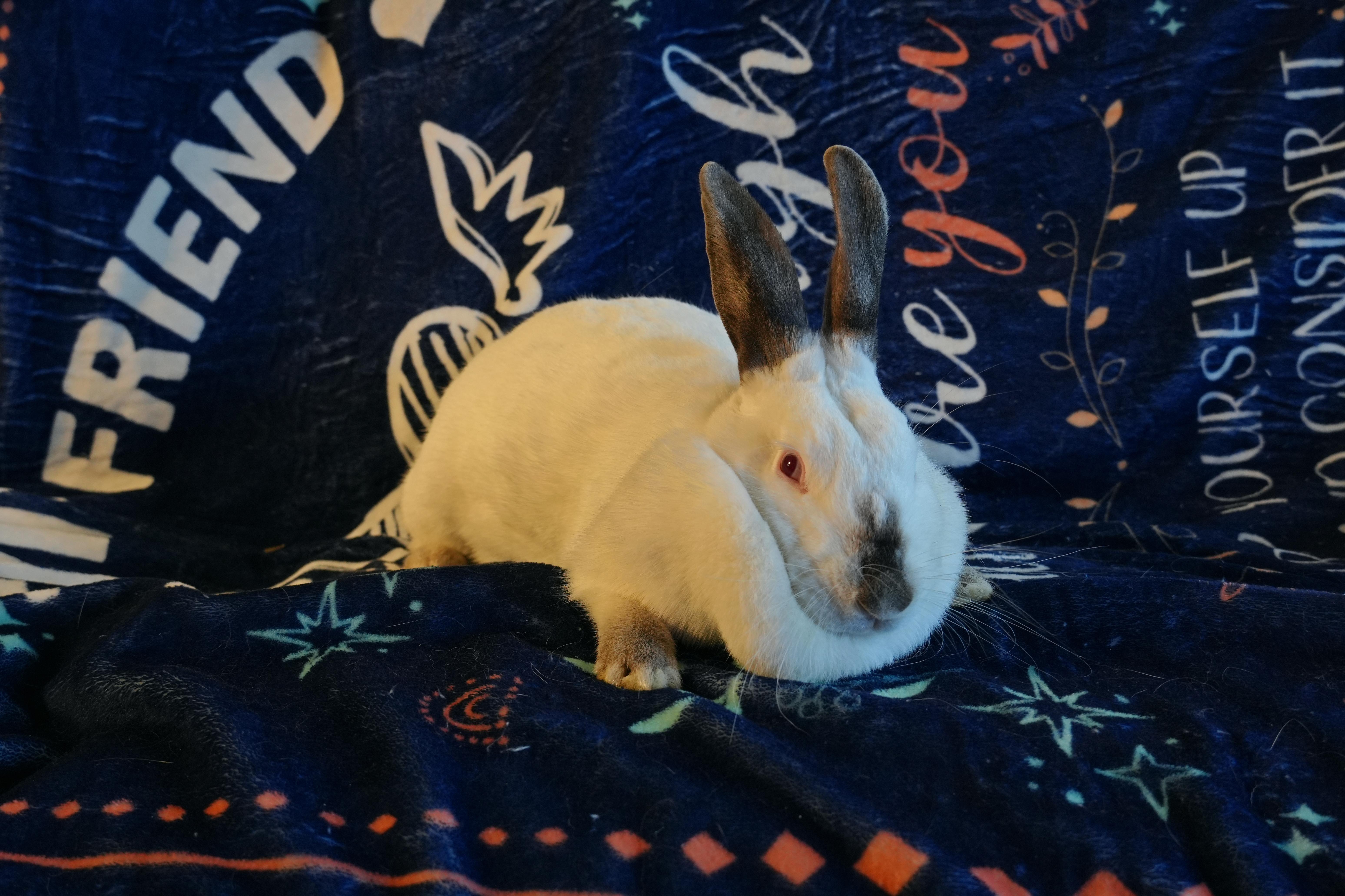 Enlarge Cally, a ADOPTABLE Californian in Garland, TX image 4/4