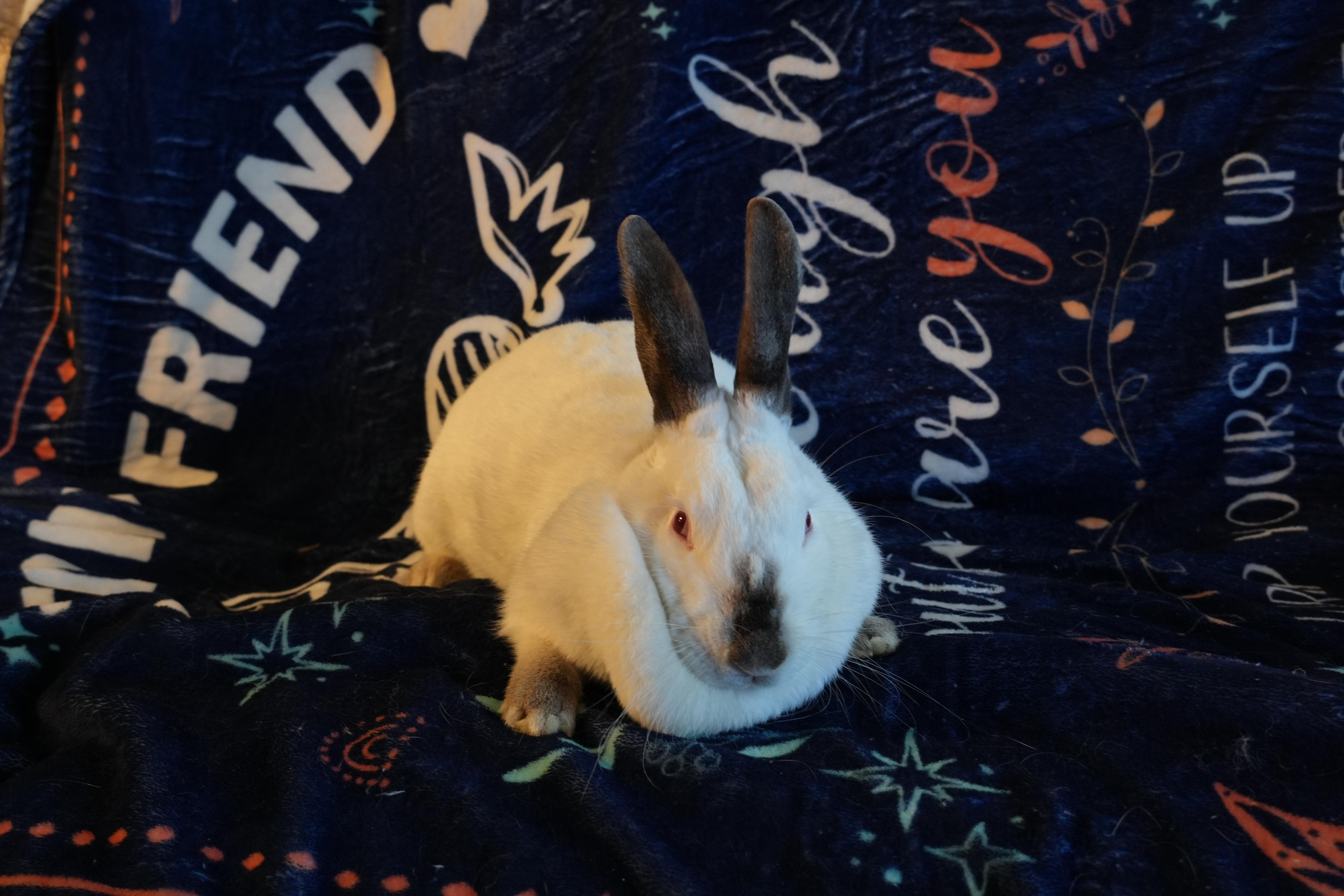 Cally, ADOPTABLE, Young Female Californian.