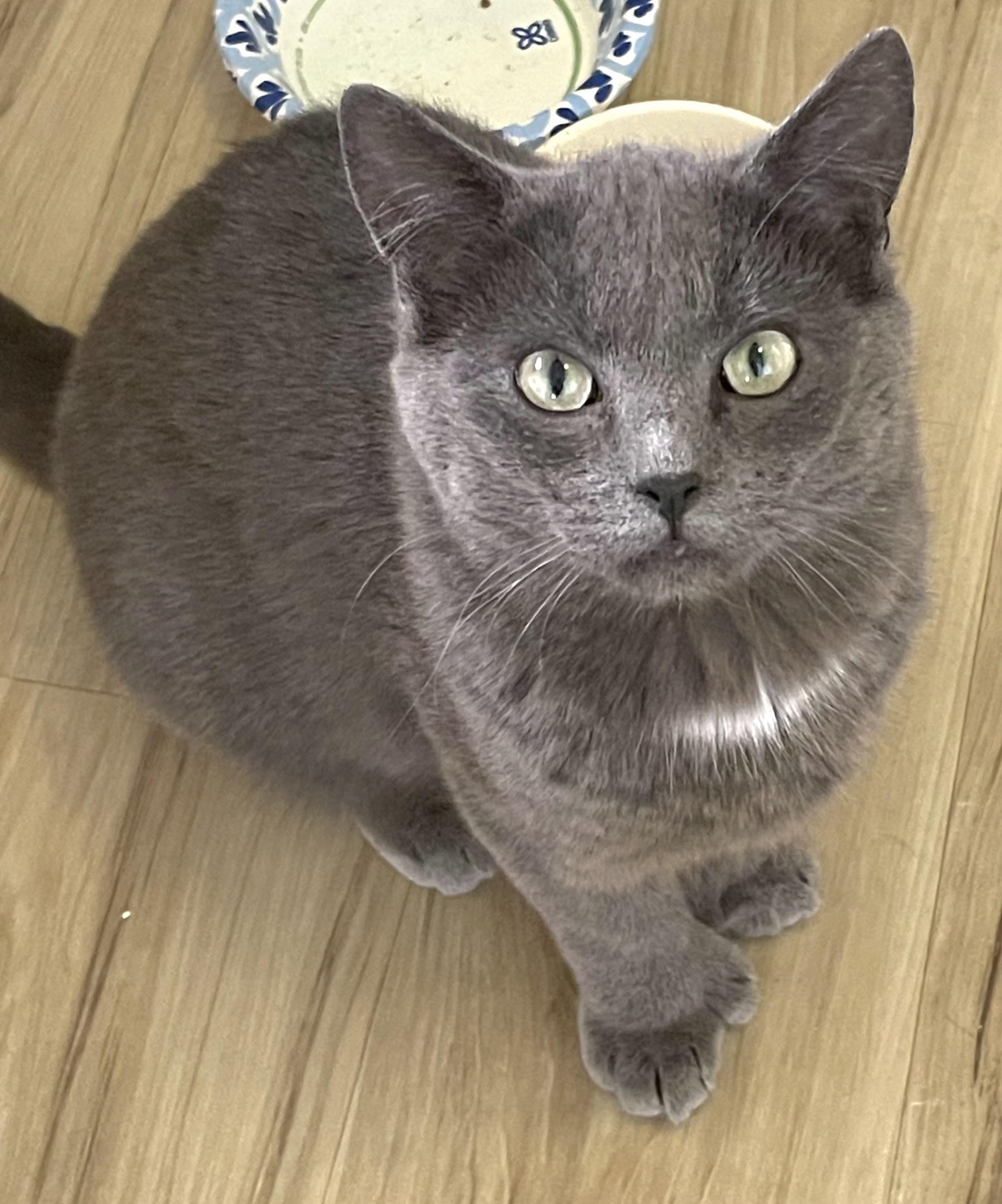Enlarge Nico, a Adoptable mixed breed in Springfield, OR image 1/4