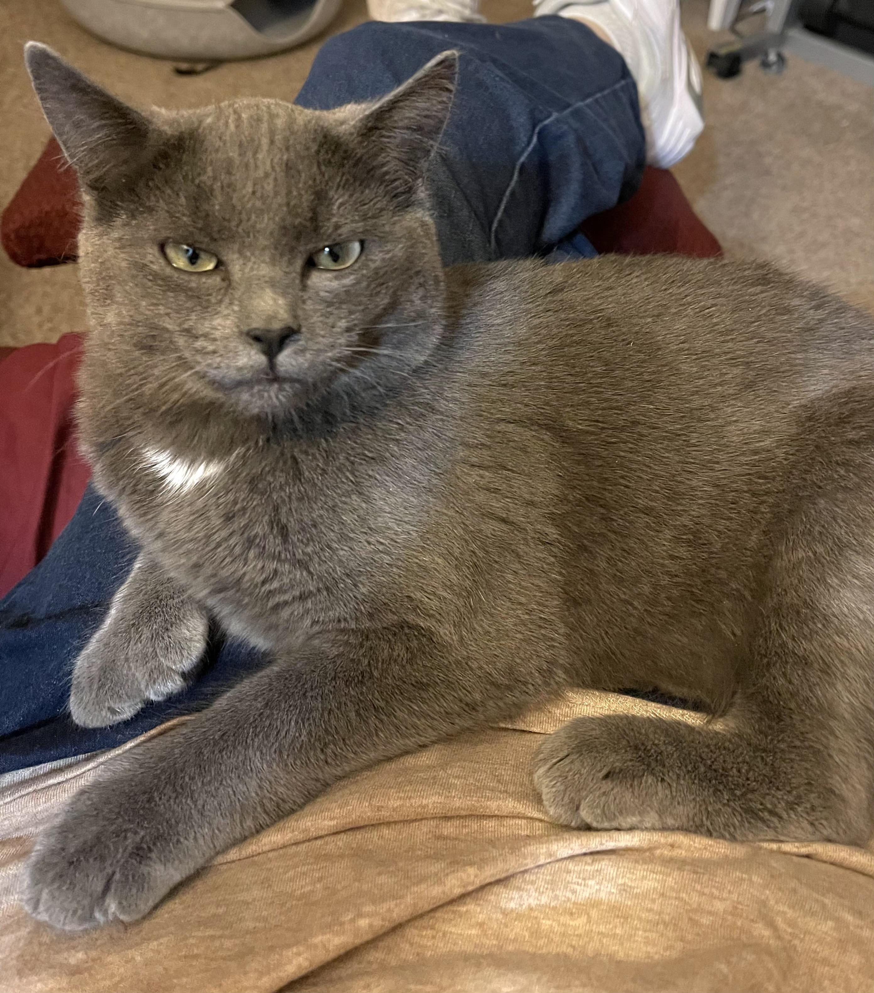 Enlarge Nico, a Adoptable mixed breed in Springfield, OR image 3/4