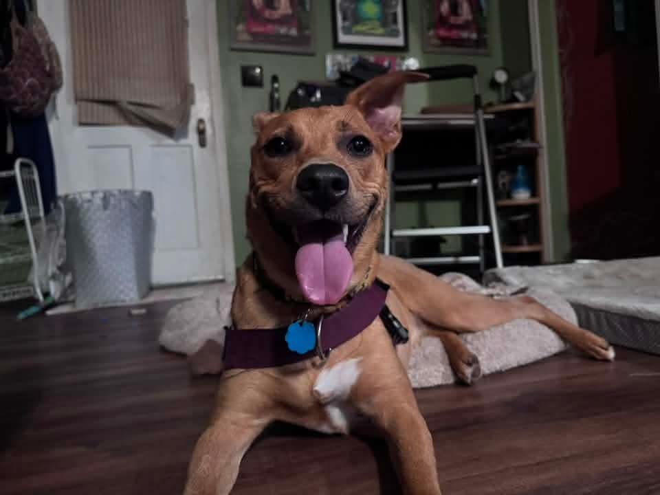 Enlarge Zoey, a Adoptable mixed breed in Wausau, WI image 2/6