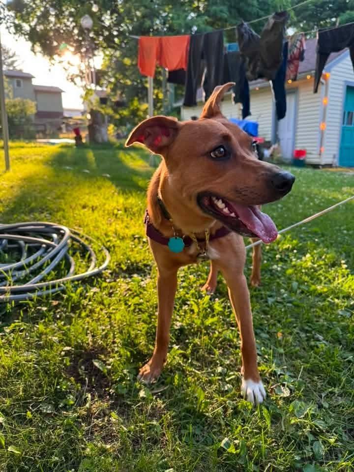 Enlarge Zoey, a Adoptable mixed breed in Wausau, WI image 3/6
