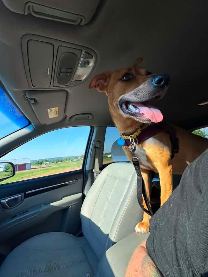 Enlarge Zoey, a Adoptable mixed breed in Wausau, WI image 5/6