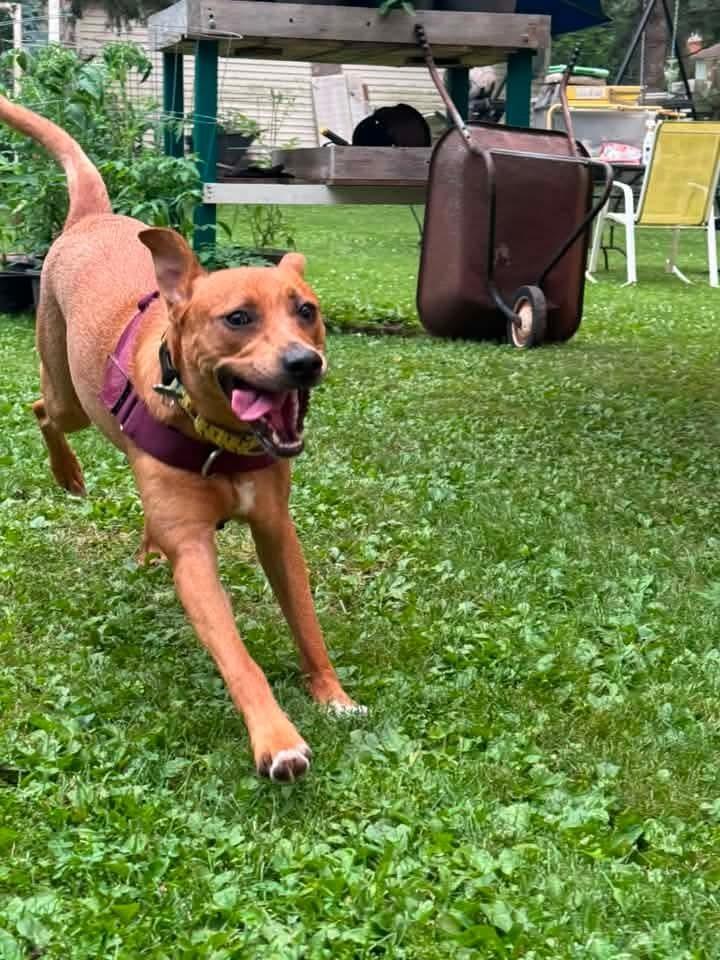 Enlarge Zoey, a Adoptable mixed breed in Wausau, WI image 6/6