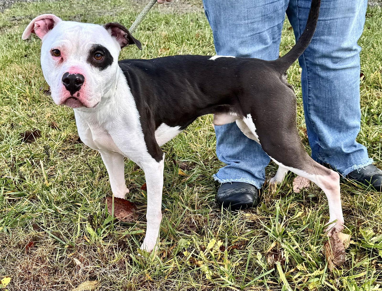 Enlarge Charlie (courtesy post), a Adoptable Pit Bull Terrier in Pittsburgh, PA image 2/3