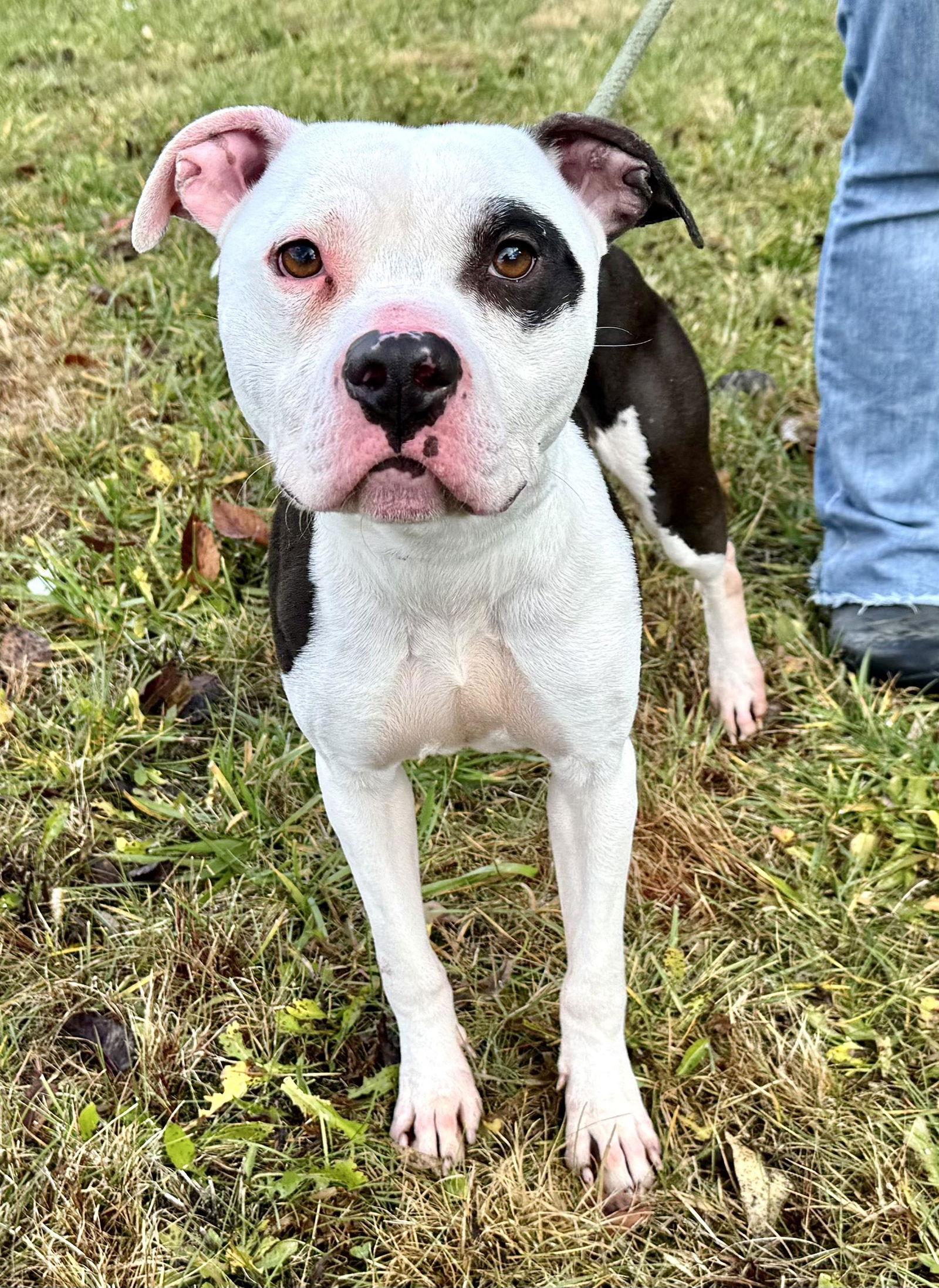 Enlarge Charlie (courtesy post), a Adoptable Pit Bull Terrier in Pittsburgh, PA image 3/3