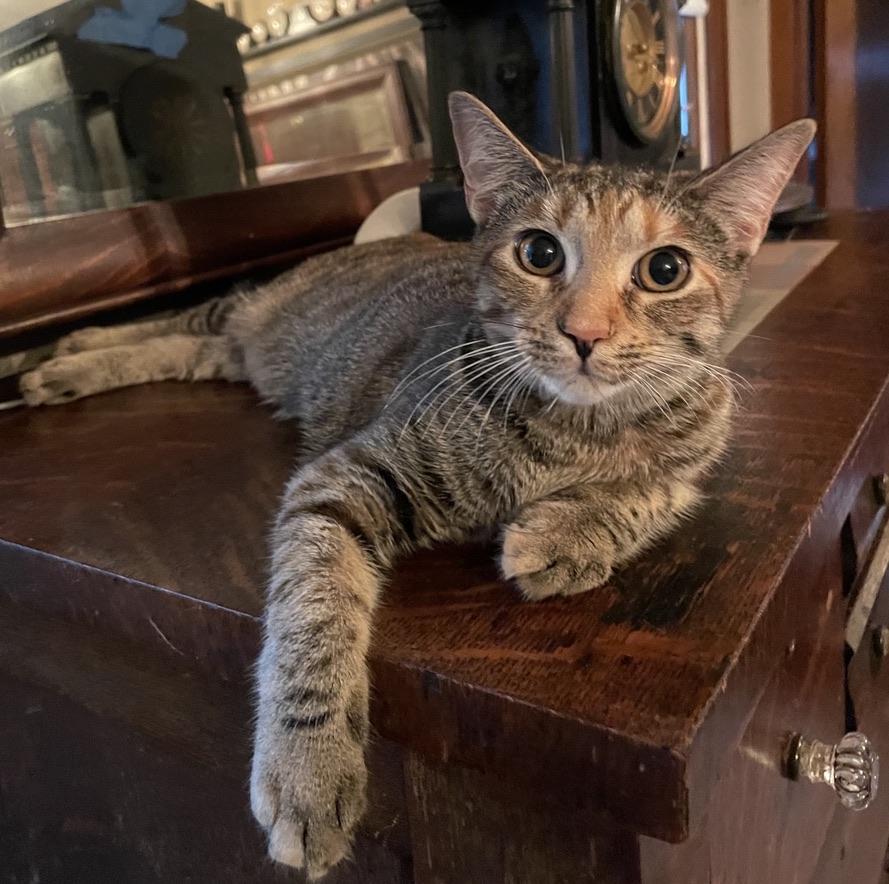 Enlarge Tiger Lily, a Adoptable Domestic Short Hair in Kinnelon, NJ image 1/3