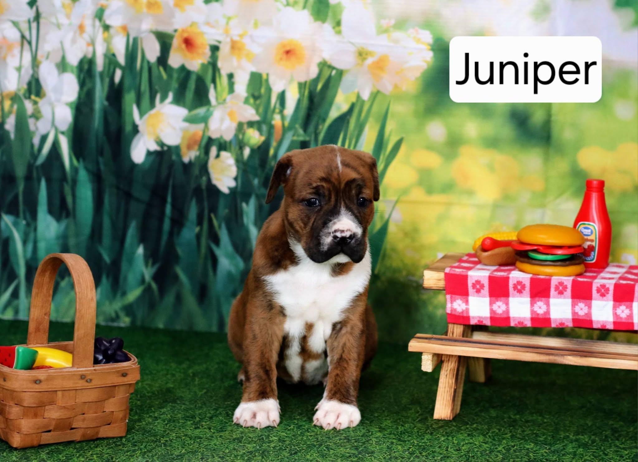 Juniper, ADOPTABLE, Puppy Female Boxer & American Bulldog.