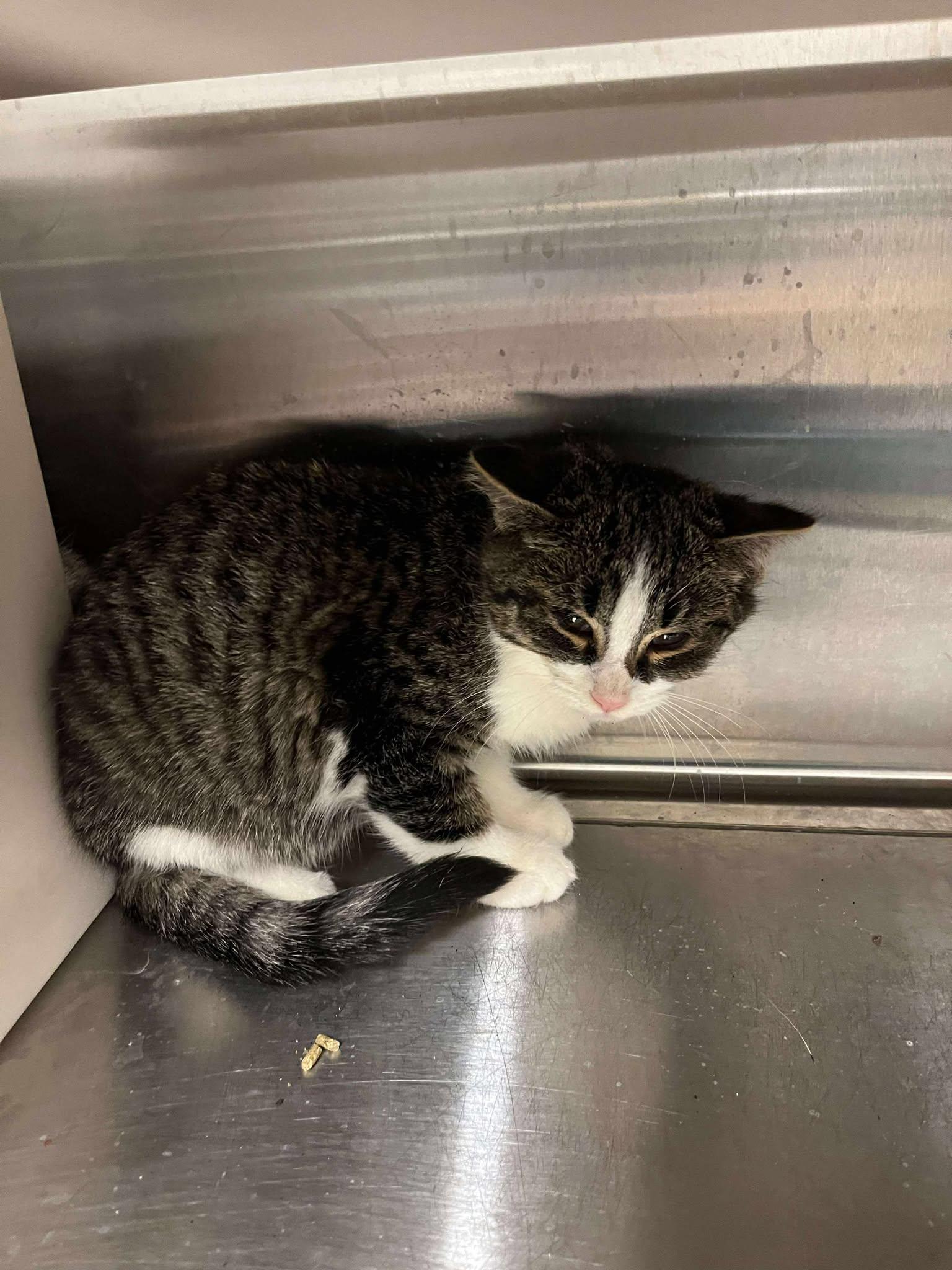 Enlarge Lenny, a Adoptable Domestic Medium Hair in Ludington, MI image 1/1