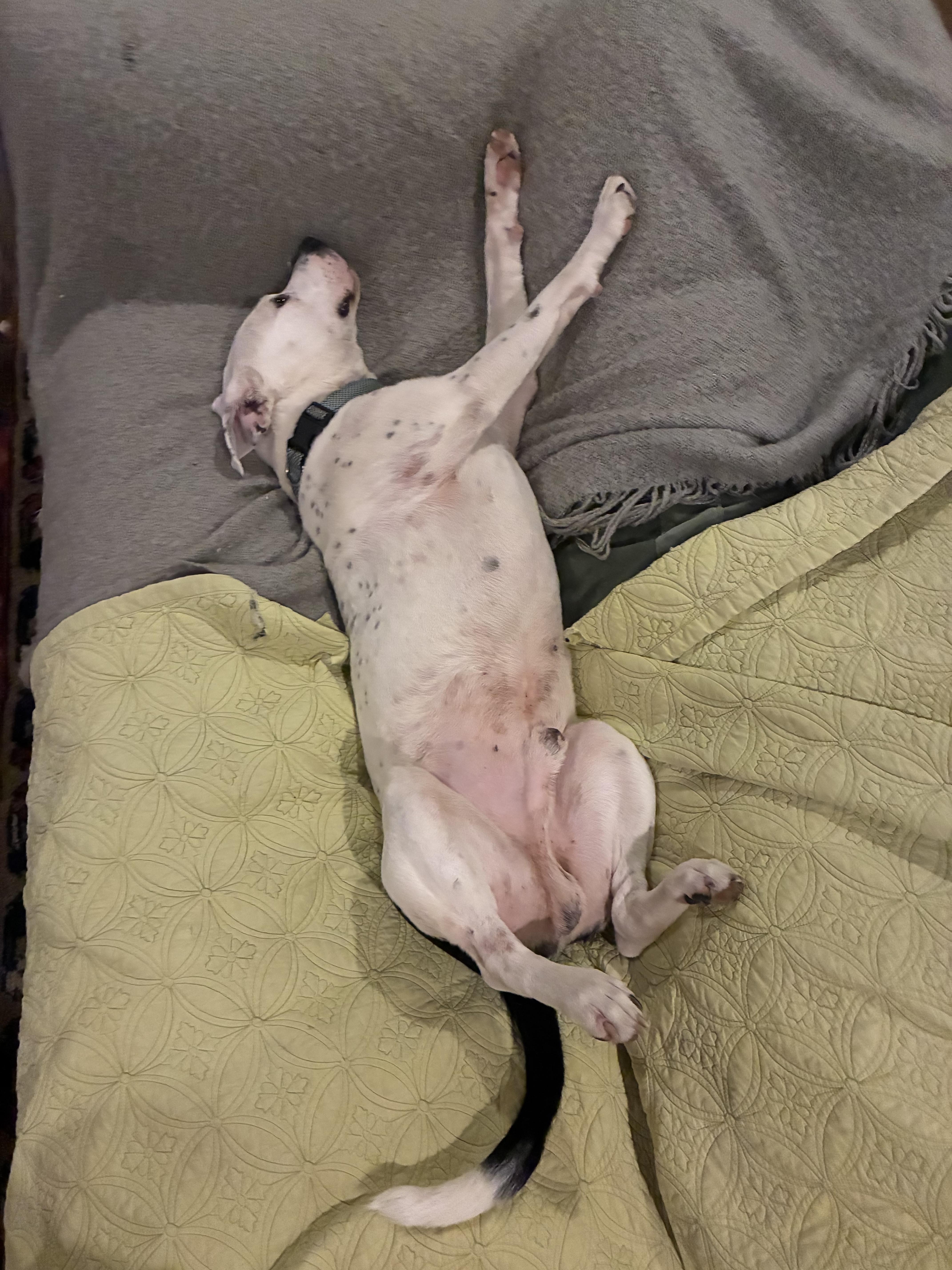 Alfie, a Adoptable mixed breed in Parsippany , NJ image 2/6