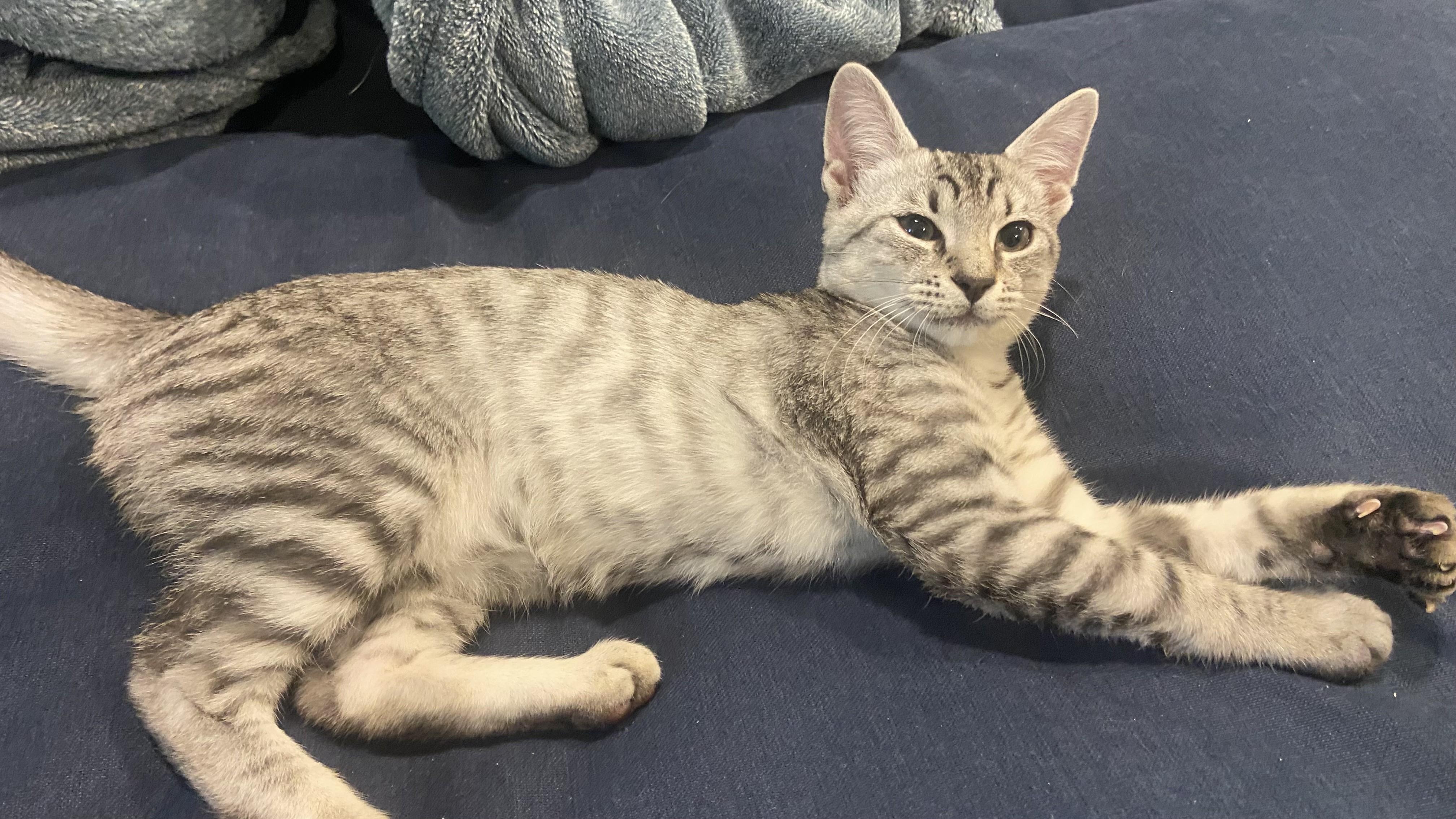 Enlarge Frankie-Our Fearless Explorer, a Adopted Tabby in Laurel, MD image 3/5
