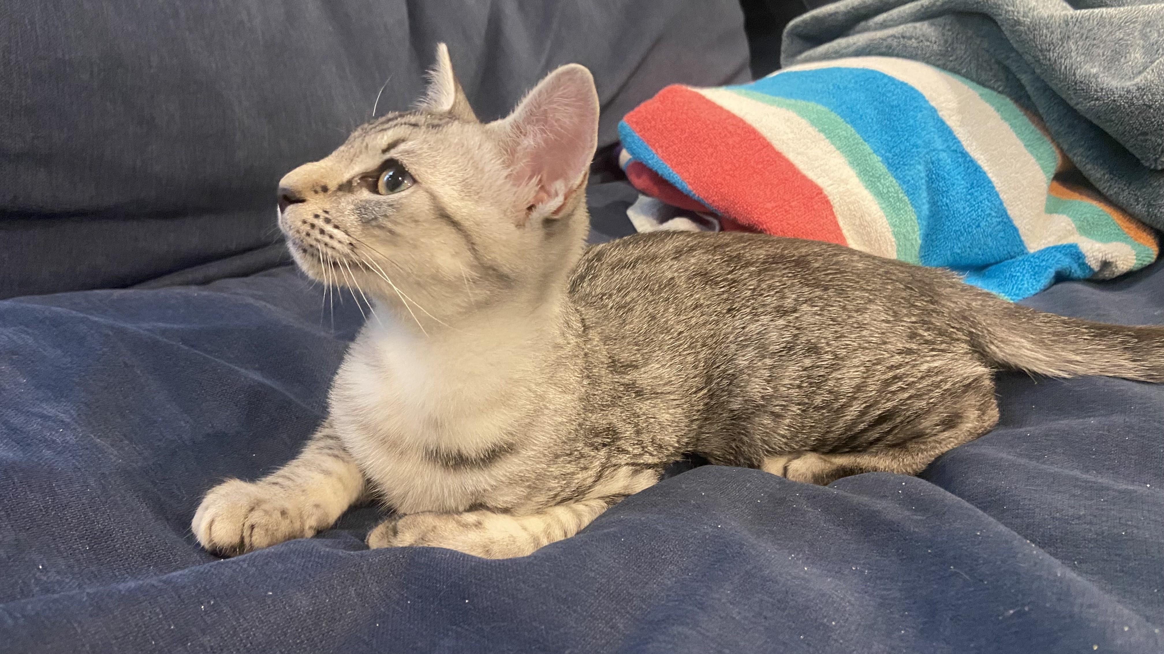 Enlarge Frankie-Our Fearless Explorer, a Adopted Tabby in Laurel, MD image 5/5