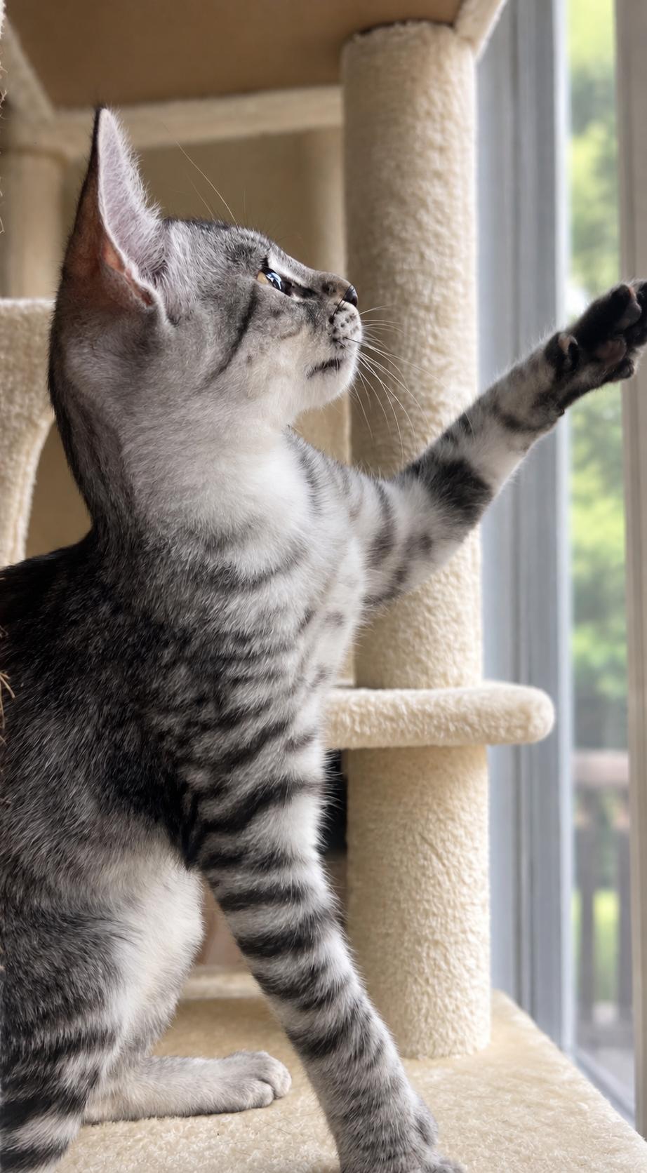 Enlarge Frankie-Our Fearless Explorer, a Adopted Tabby in Laurel, MD image 2/5