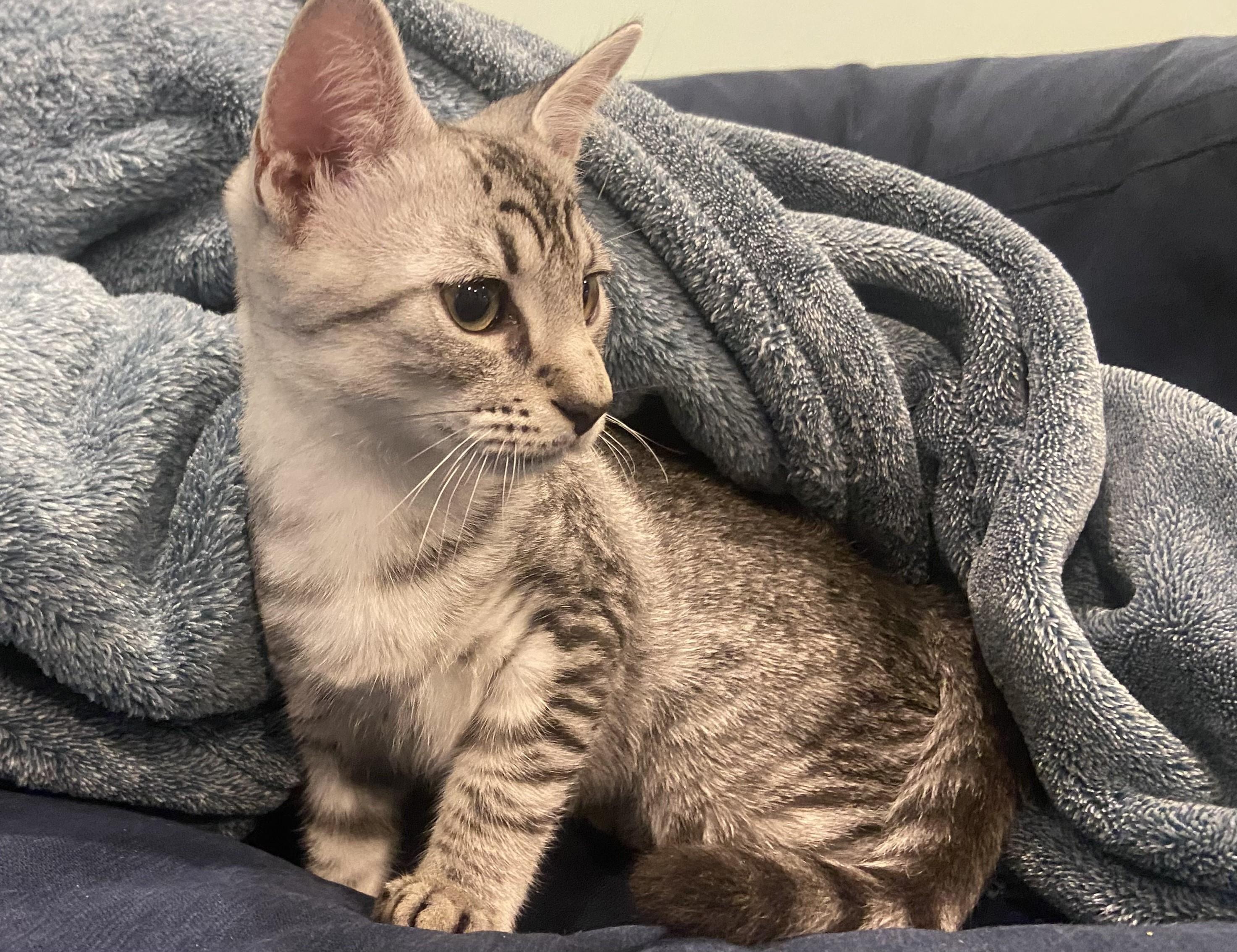 Enlarge Frankie-Our Fearless Explorer, a Adopted Tabby in Laurel, MD image 4/5