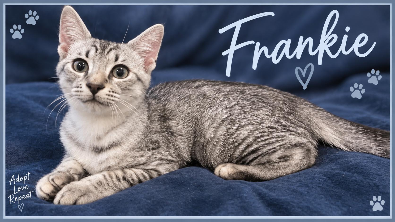 Enlarge Frankie-Our Fearless Explorer, a Adopted Tabby in Laurel, MD image 1/5