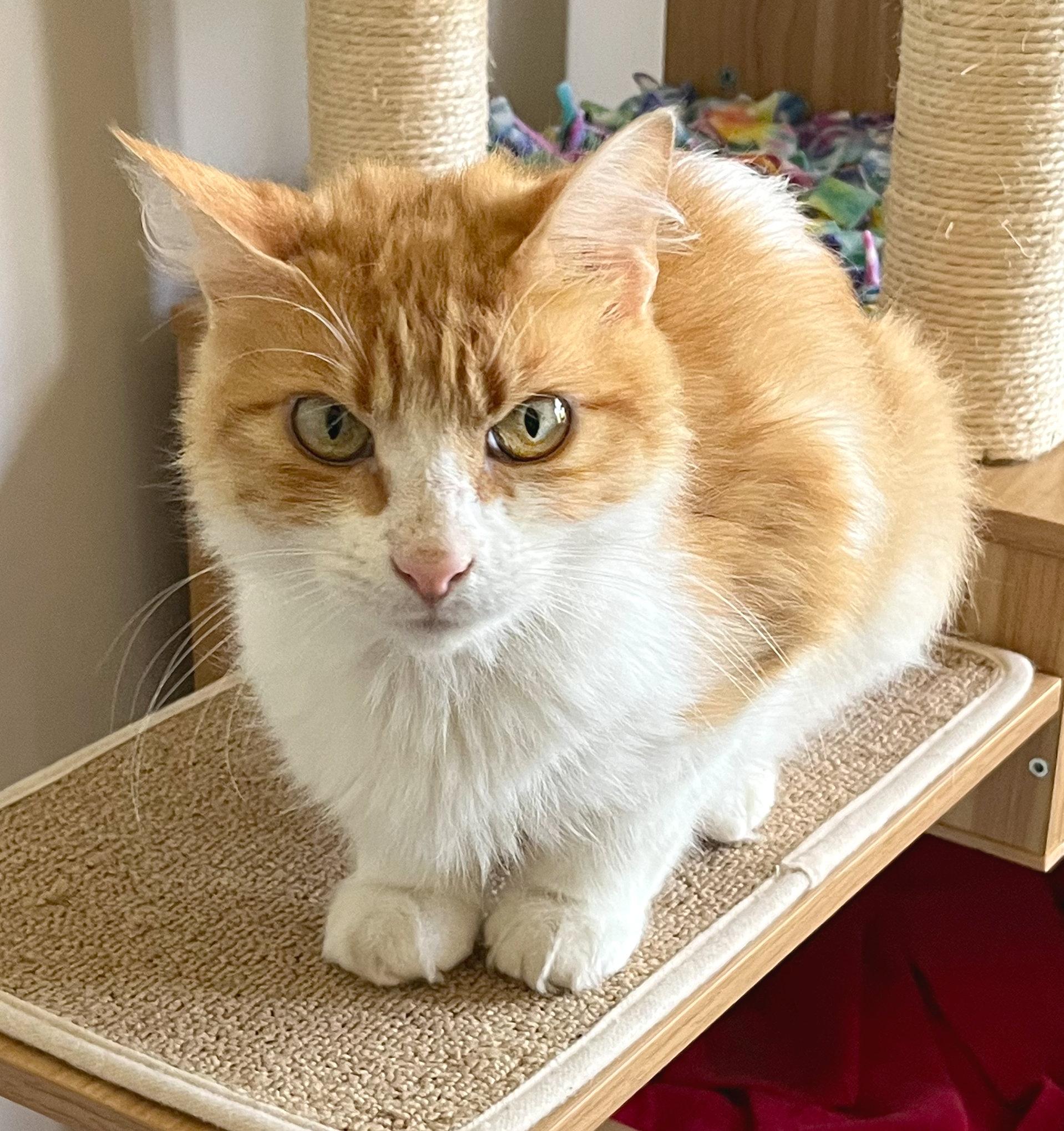 Enlarge Clayton, a ADOPTABLE mixed breed in Hilton Head Island, SC image 2/5