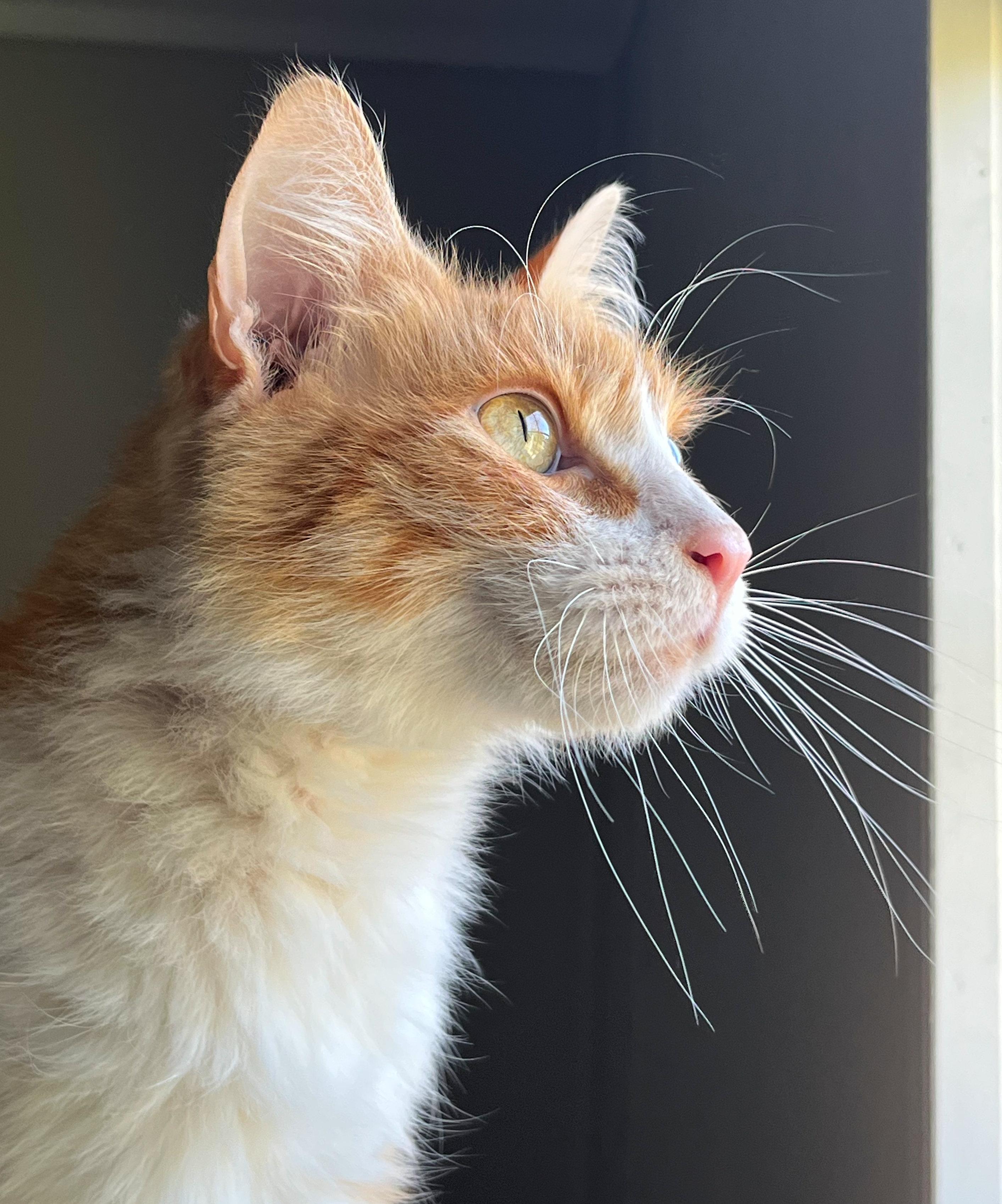 Enlarge Clayton, a ADOPTABLE mixed breed in Hilton Head Island, SC image 1/5