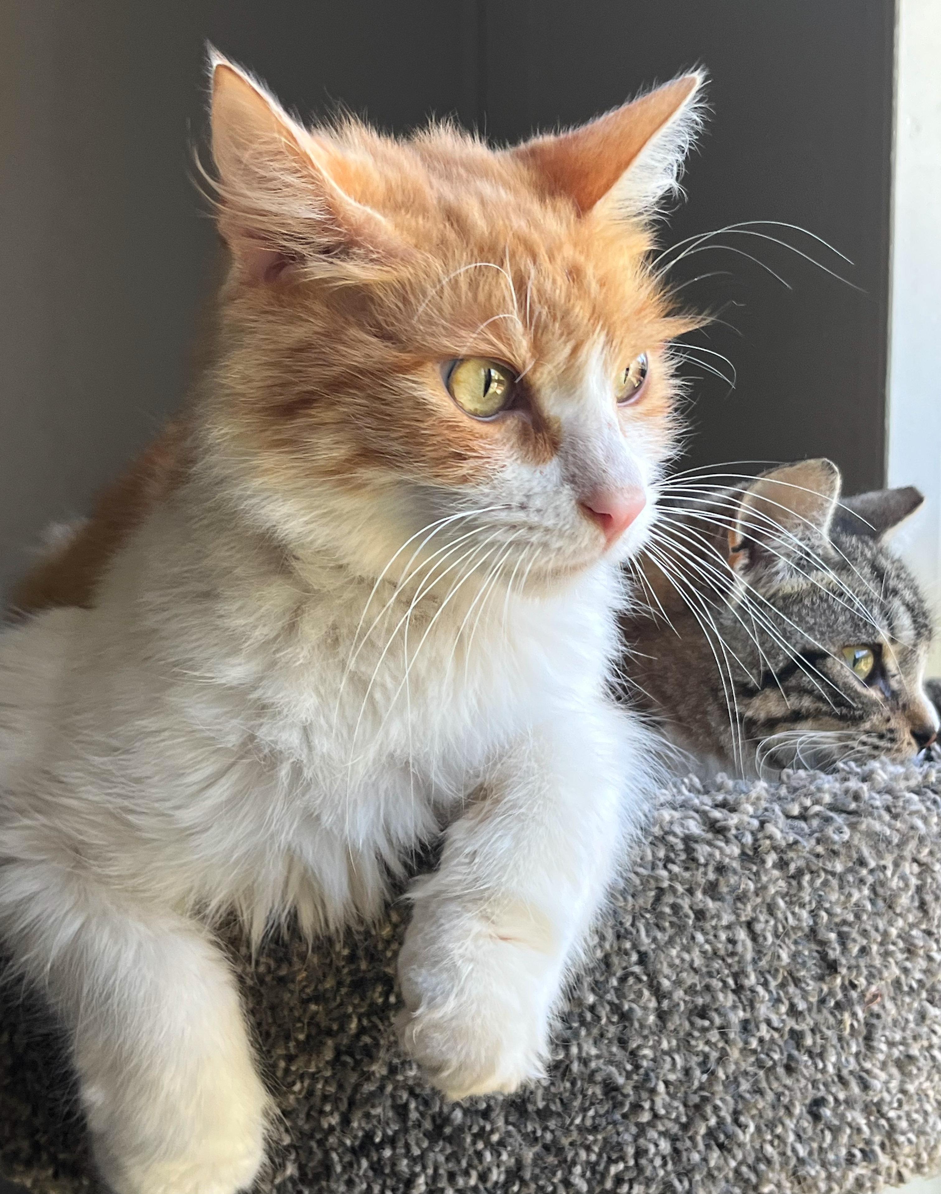 Enlarge Clayton, a ADOPTABLE mixed breed in Hilton Head Island, SC image 3/5