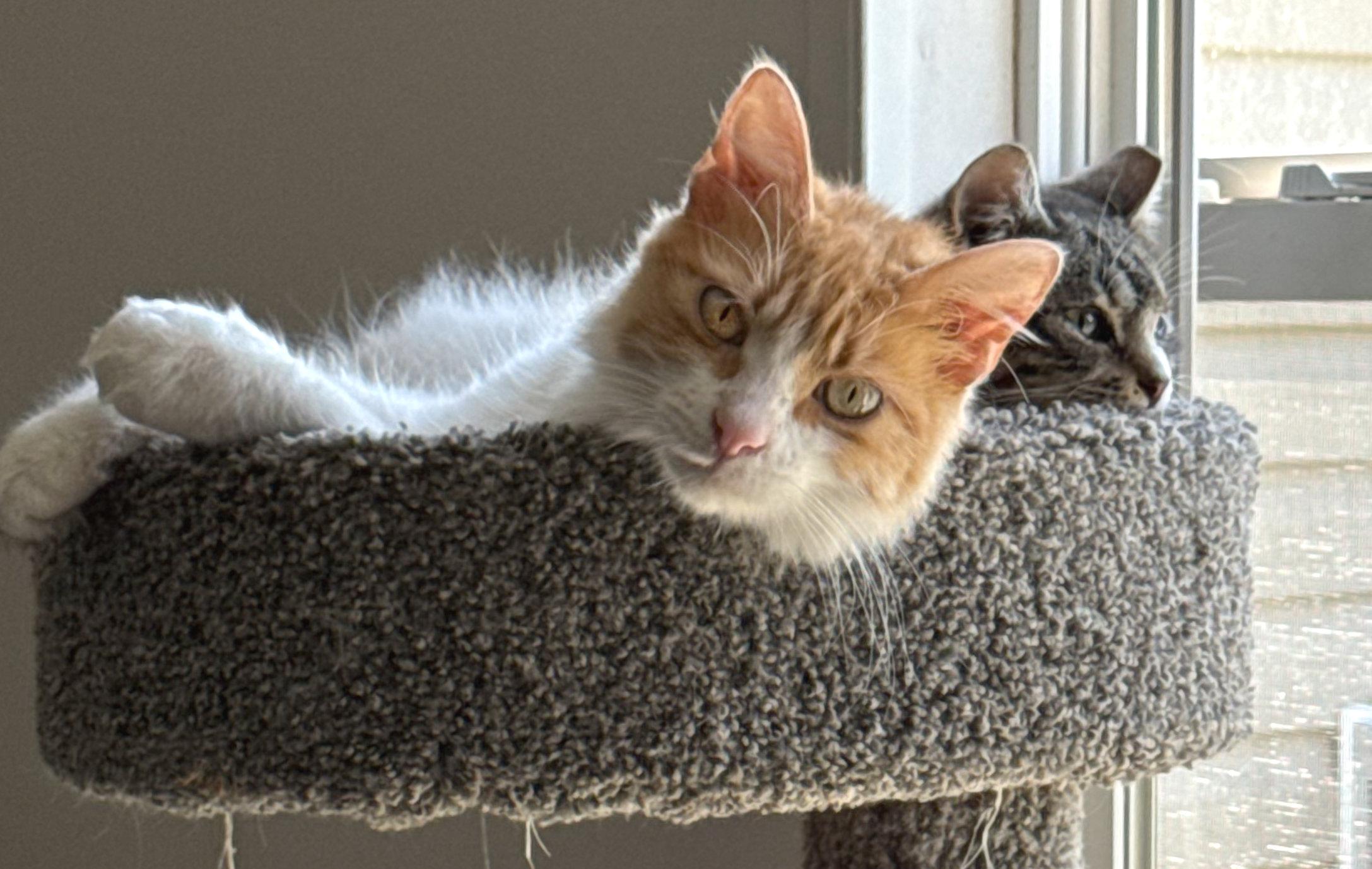 Clayton — thumbnail 2