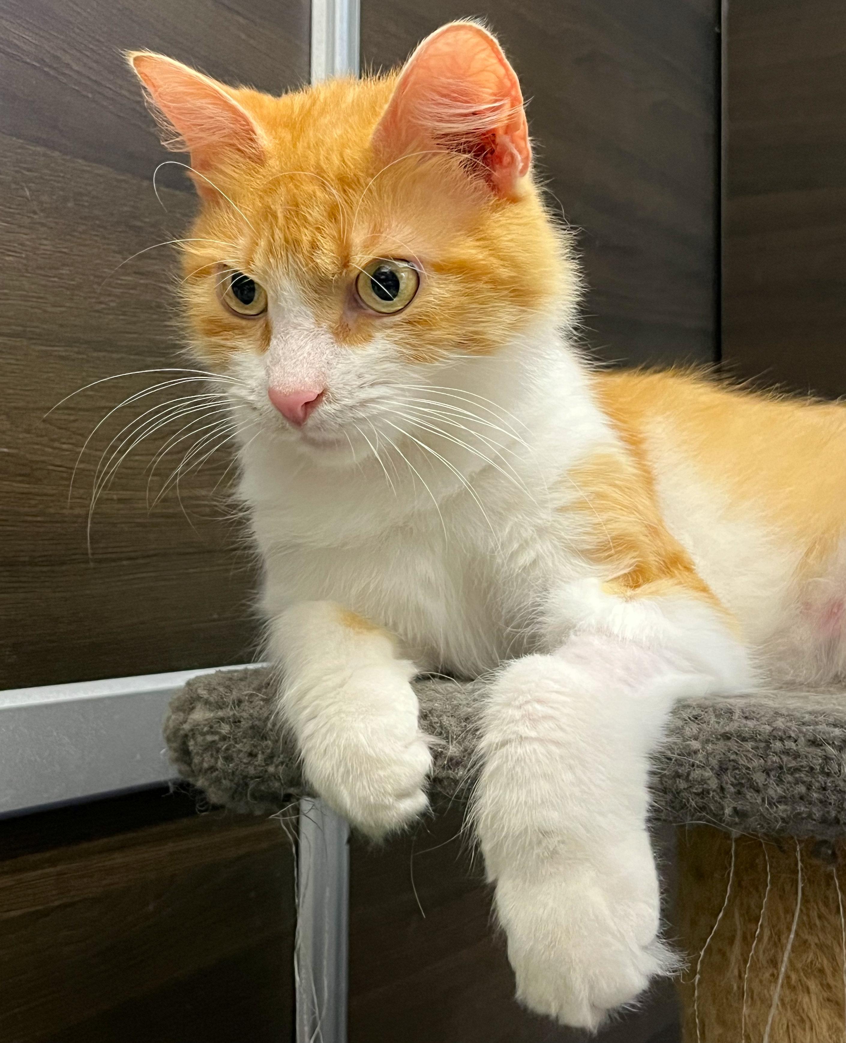 Clayton, adopted, Adult Male Domestic Long Hair.