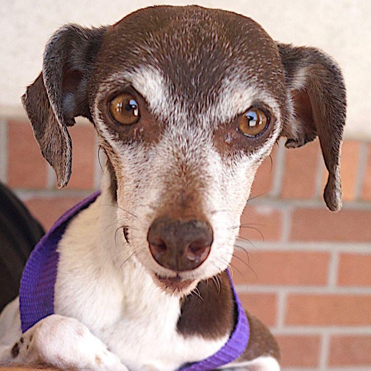 Enlarge Alina, a ADOPTABLE Jack Russell Terrier in Carrollton, TX image 1/3