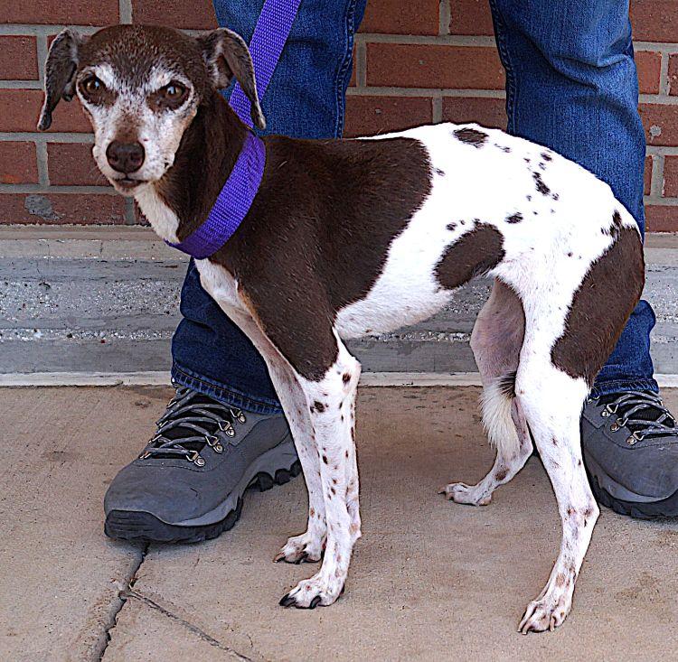 Enlarge Alina, a ADOPTABLE Jack Russell Terrier in Carrollton, TX image 2/3