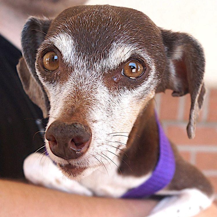 Enlarge Alina, a ADOPTABLE Jack Russell Terrier in Carrollton, TX image 3/3