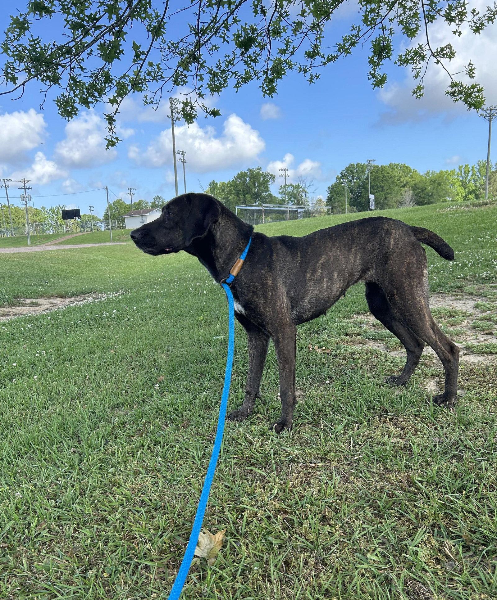 Enlarge Hazel, a Adoptable Pointer in Monticello, MS image 1/3