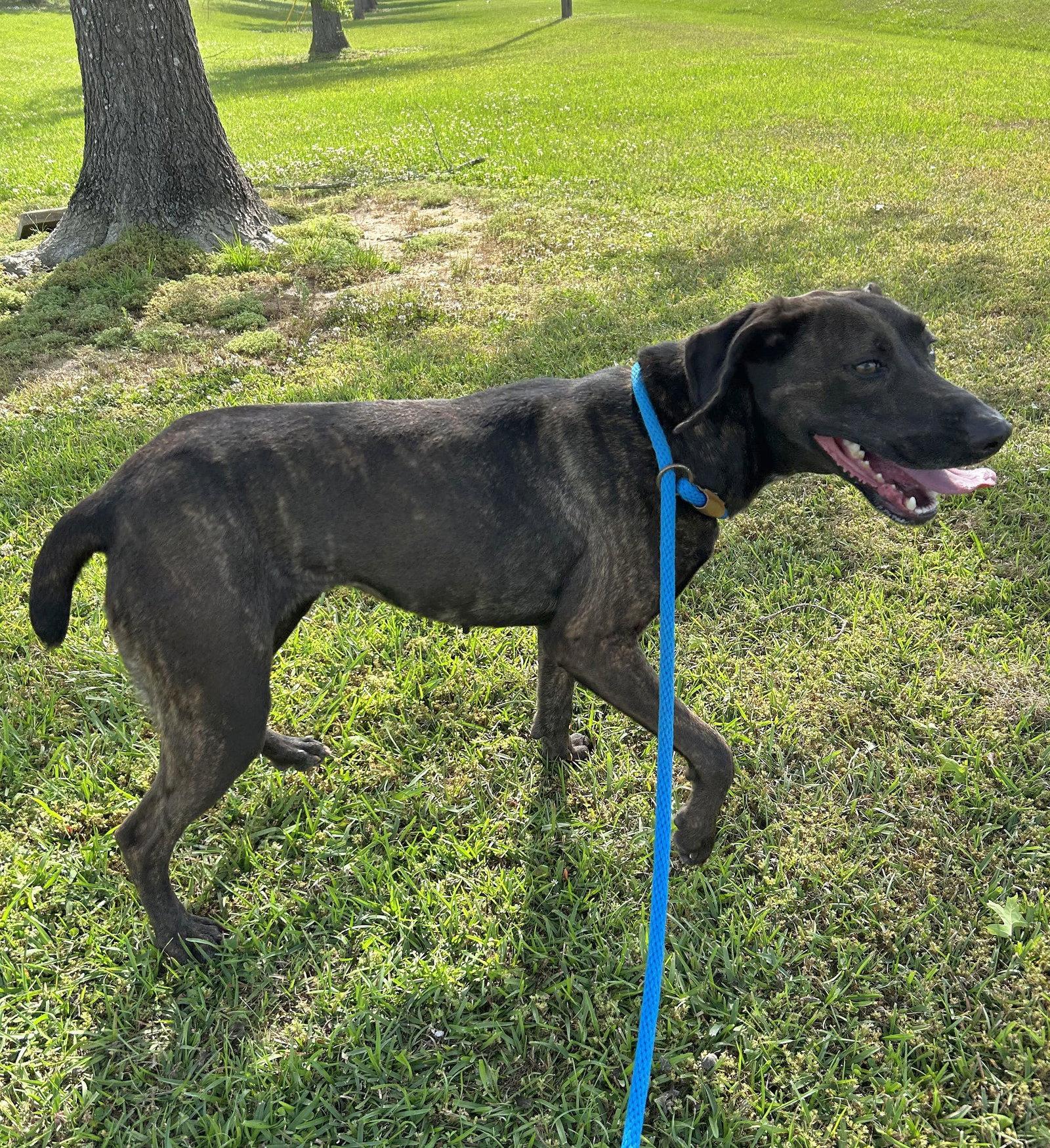 Enlarge Hazel, a Adoptable Pointer in Monticello, MS image 2/3