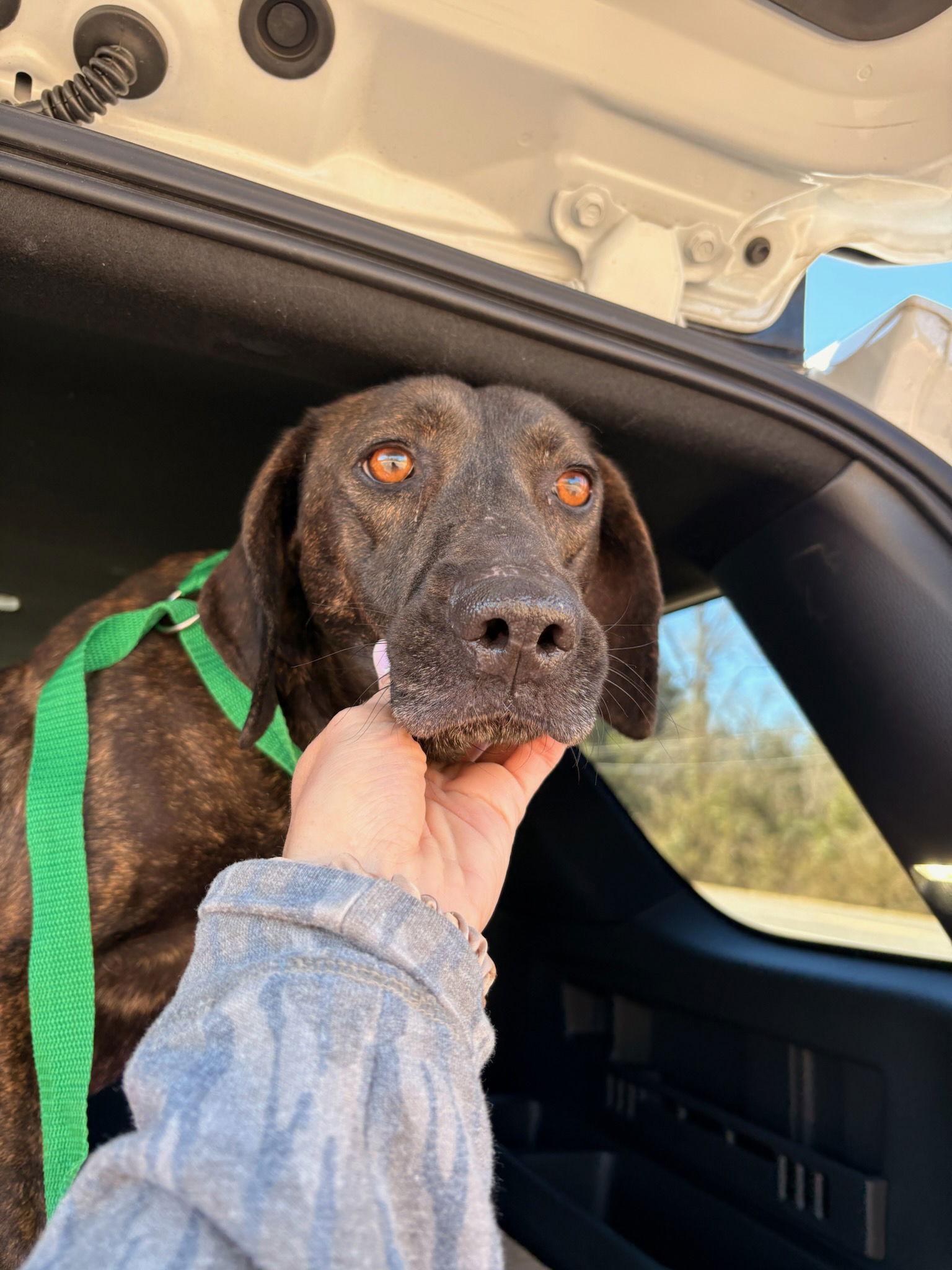 Hazel, a Adoptable Pointer in Monticello, MS image 1/2