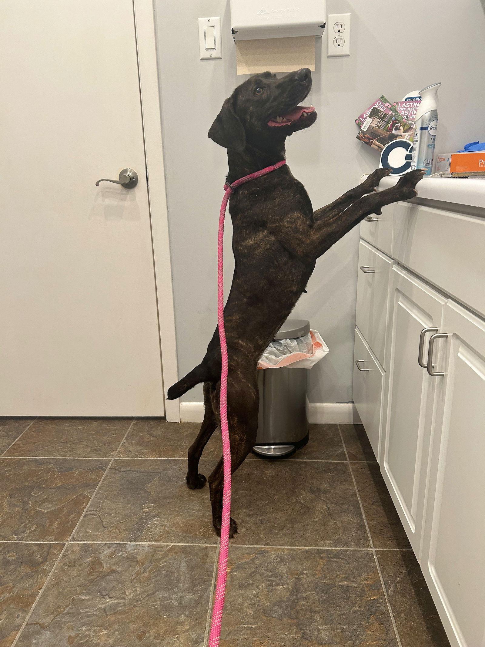 Hazel, a Adoptable Pointer in Monticello, MS image 2/2