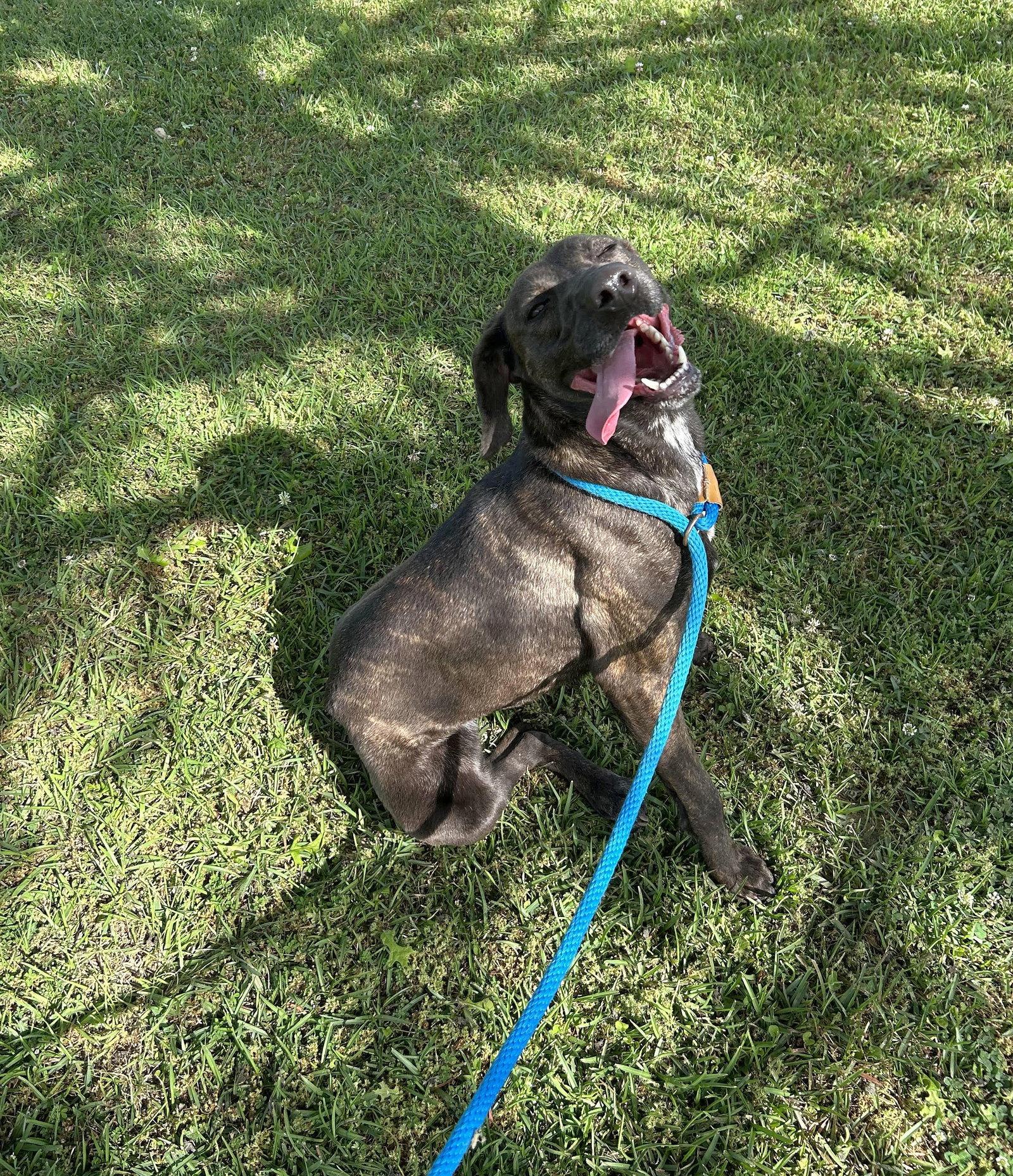Enlarge Hazel, a Adoptable Pointer in Monticello, MS image 3/3