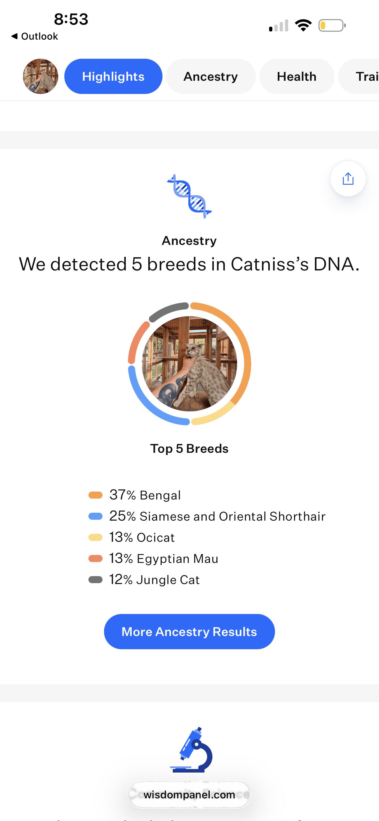 Enlarge Catniss, a Adoptable mixed breed in Oakland, CA image 6/6