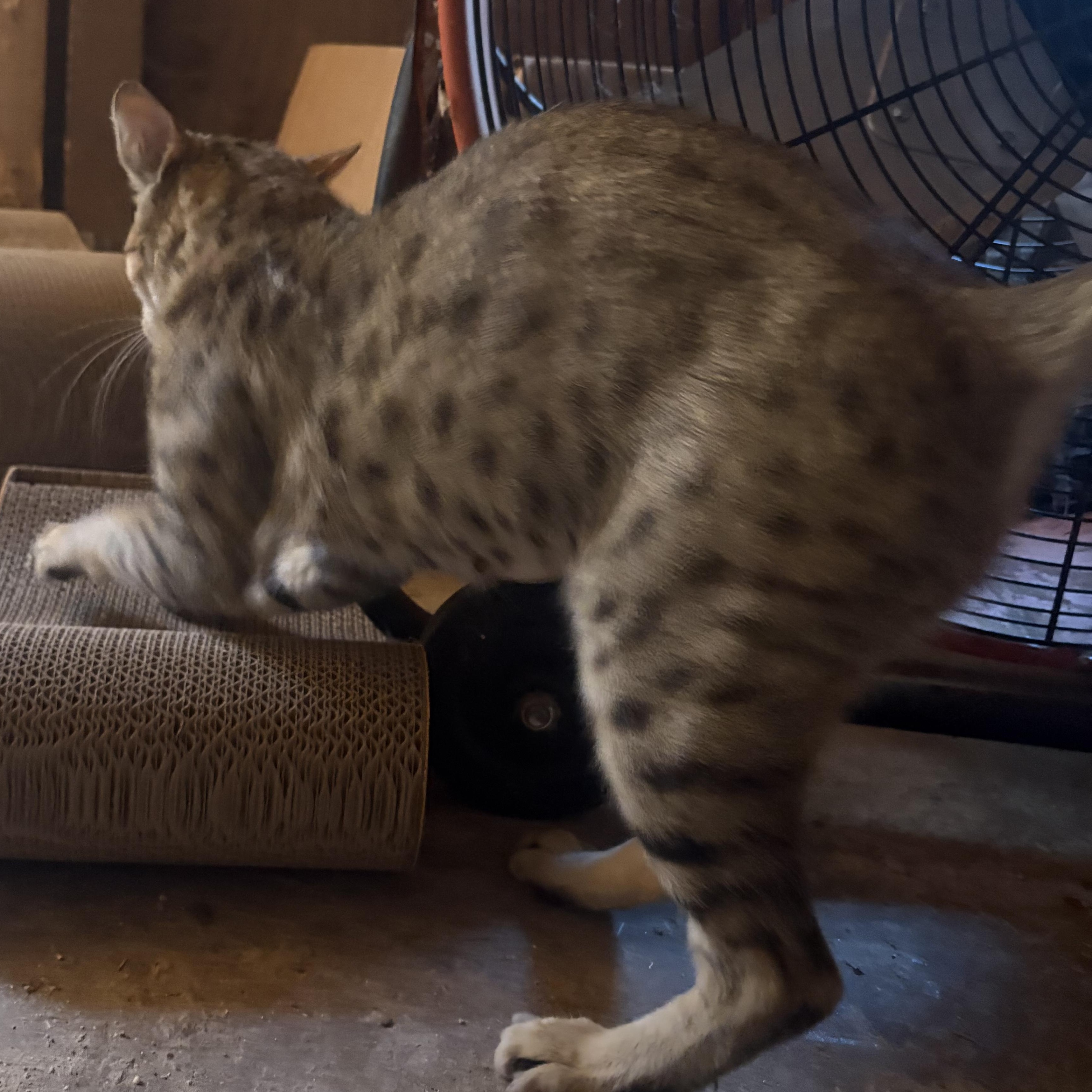 Enlarge Catniss, a Adoptable mixed breed in Oakland, CA image 4/6