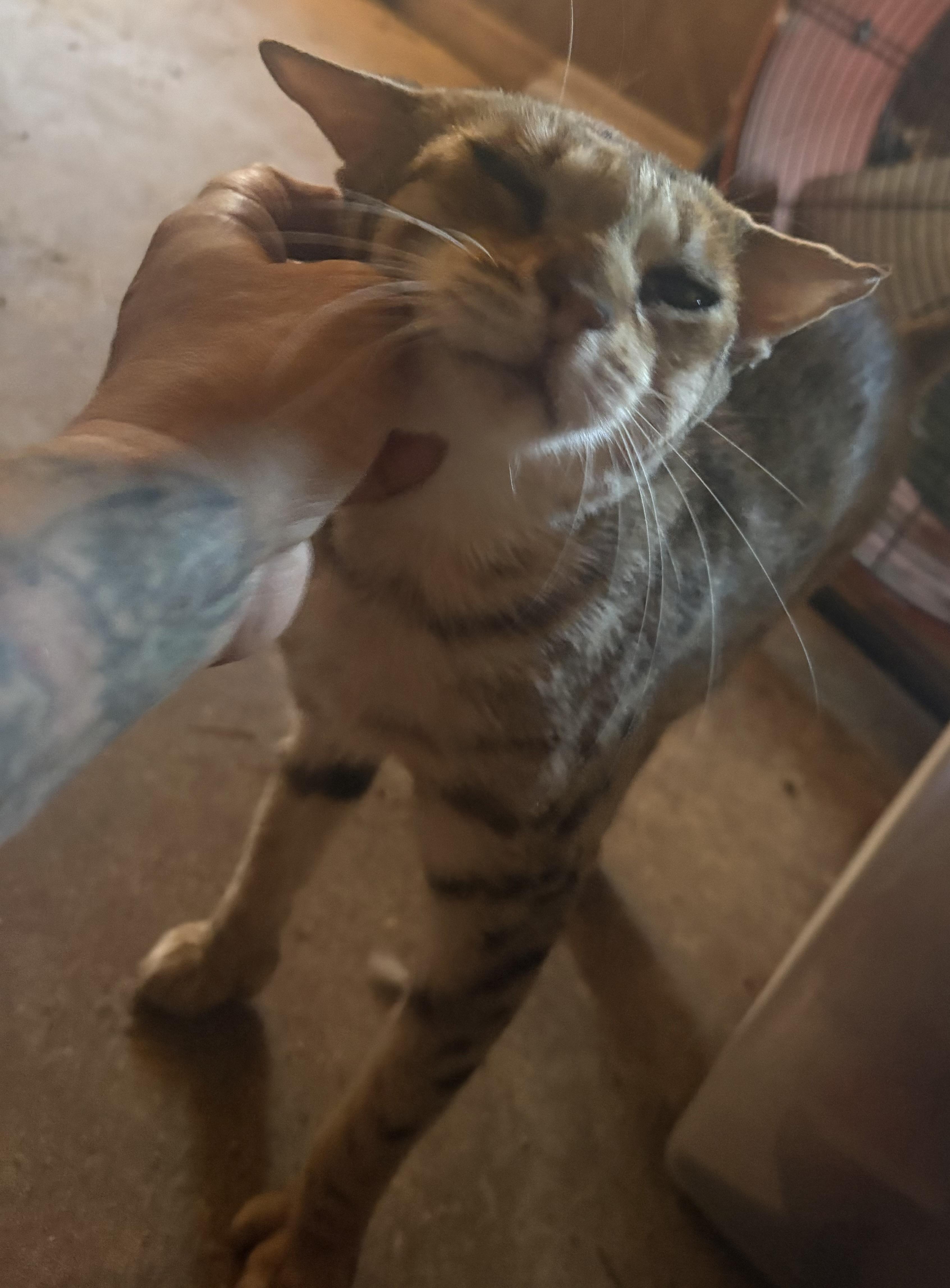 Catniss, Adoptable, Adult Female Bengal & Extra-Toes Cat / Hemingway Polydactyl.