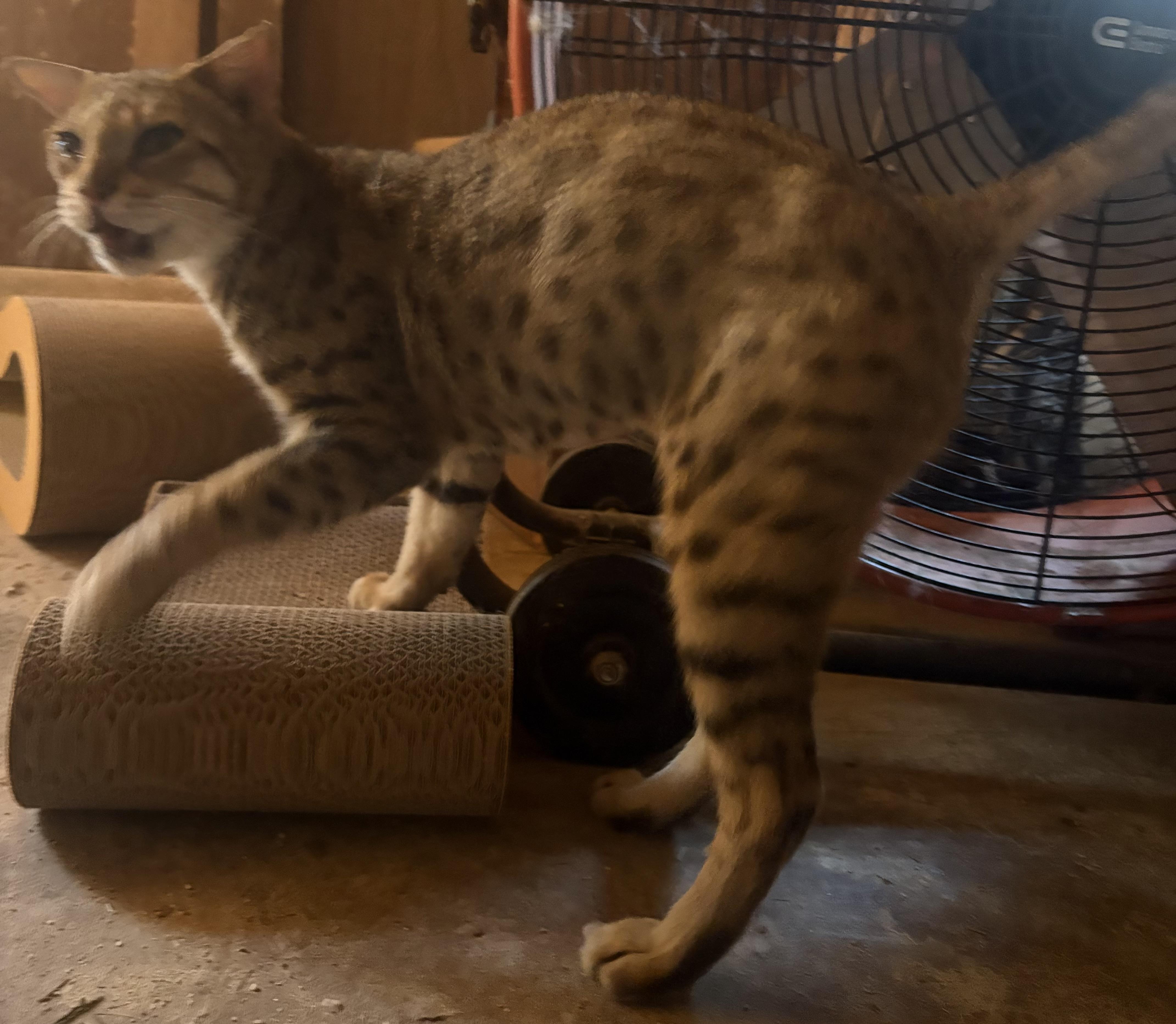 Enlarge Catniss, a Adoptable mixed breed in Oakland, CA image 2/6