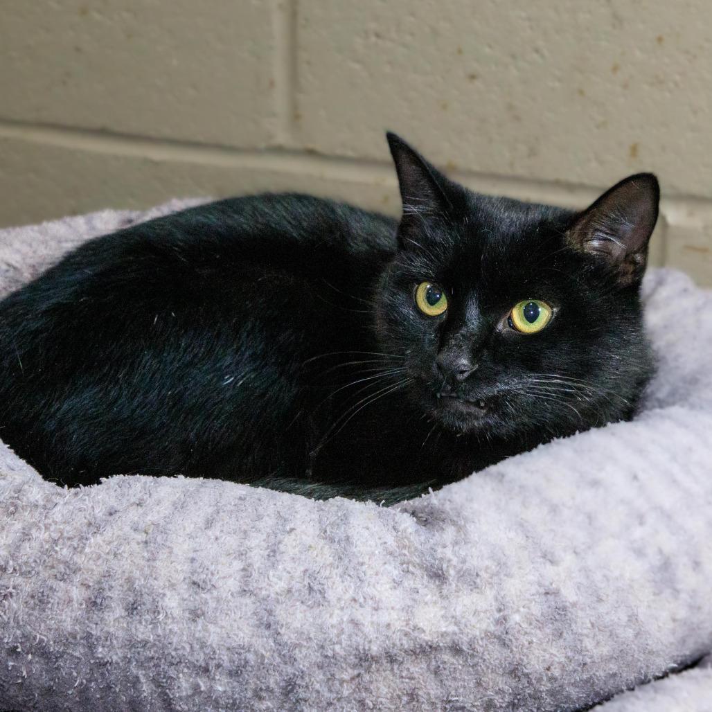 Enlarge Fallon, a Adoptable mixed breed in Versailles, KY image 1/2